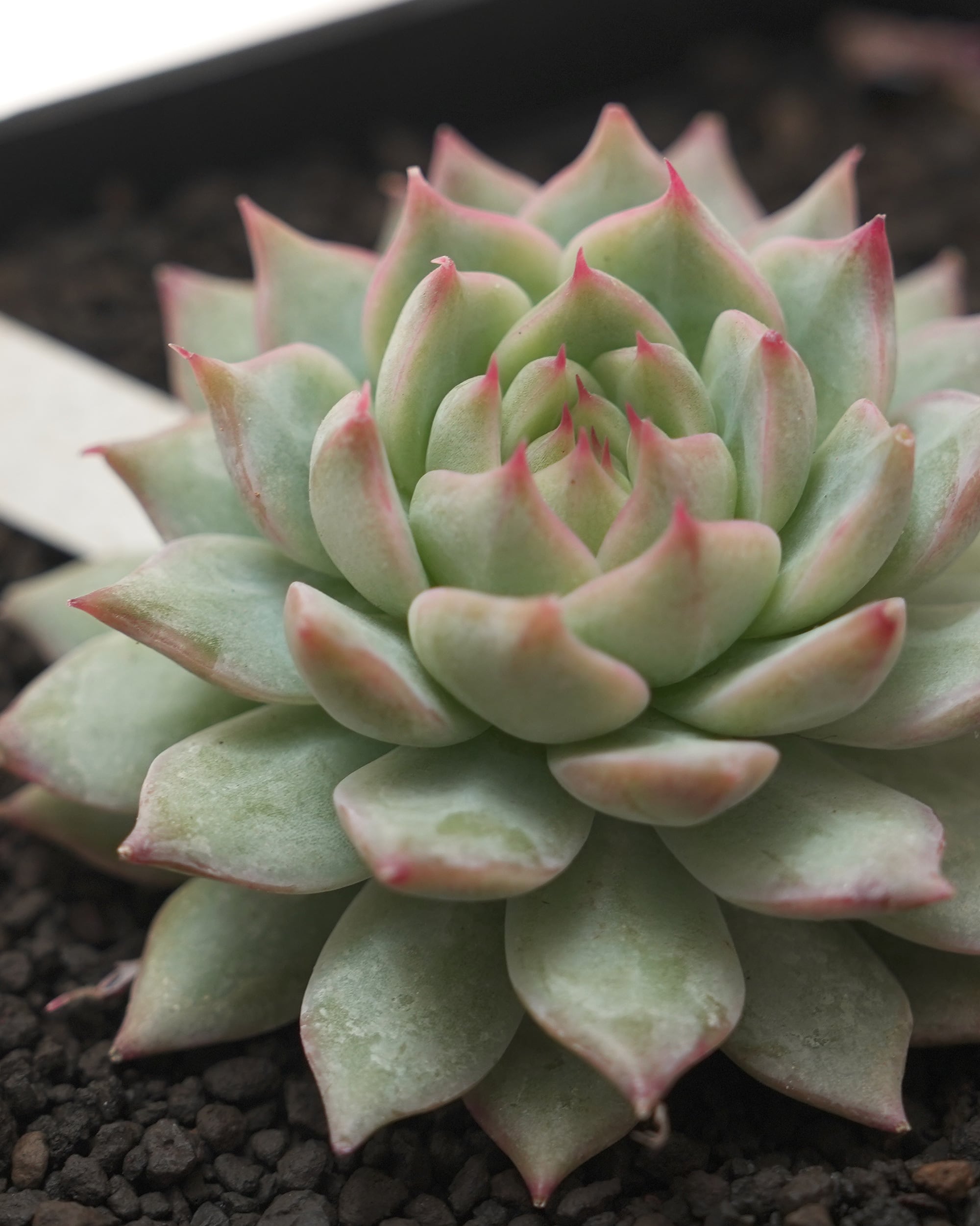 発根済カット苗 ティッピー Echeveria 'Tippy' | PUKUBOOK SUCCULENTS