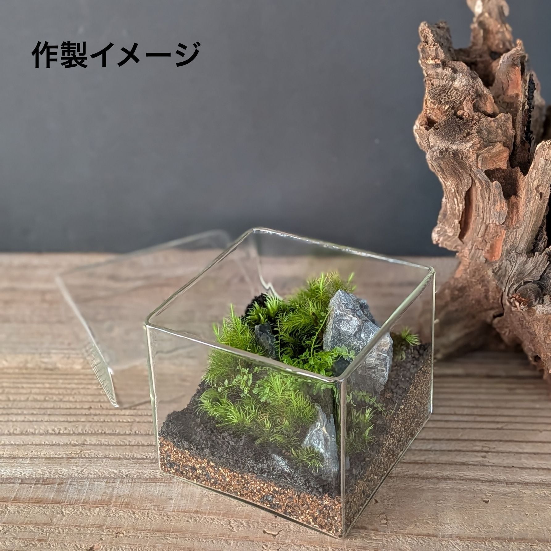 趣味の園芸7月号 掲載記念】景色をつくる苔テラリウムキット（BOX