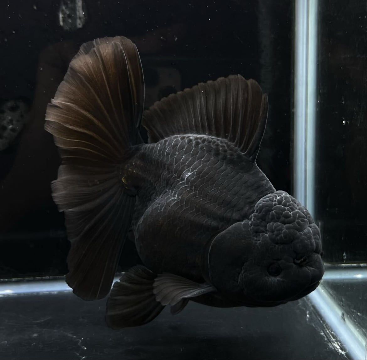 中国産ブラック ローズテール当歳 極美漆黒 金魚 オランダローズテール No1