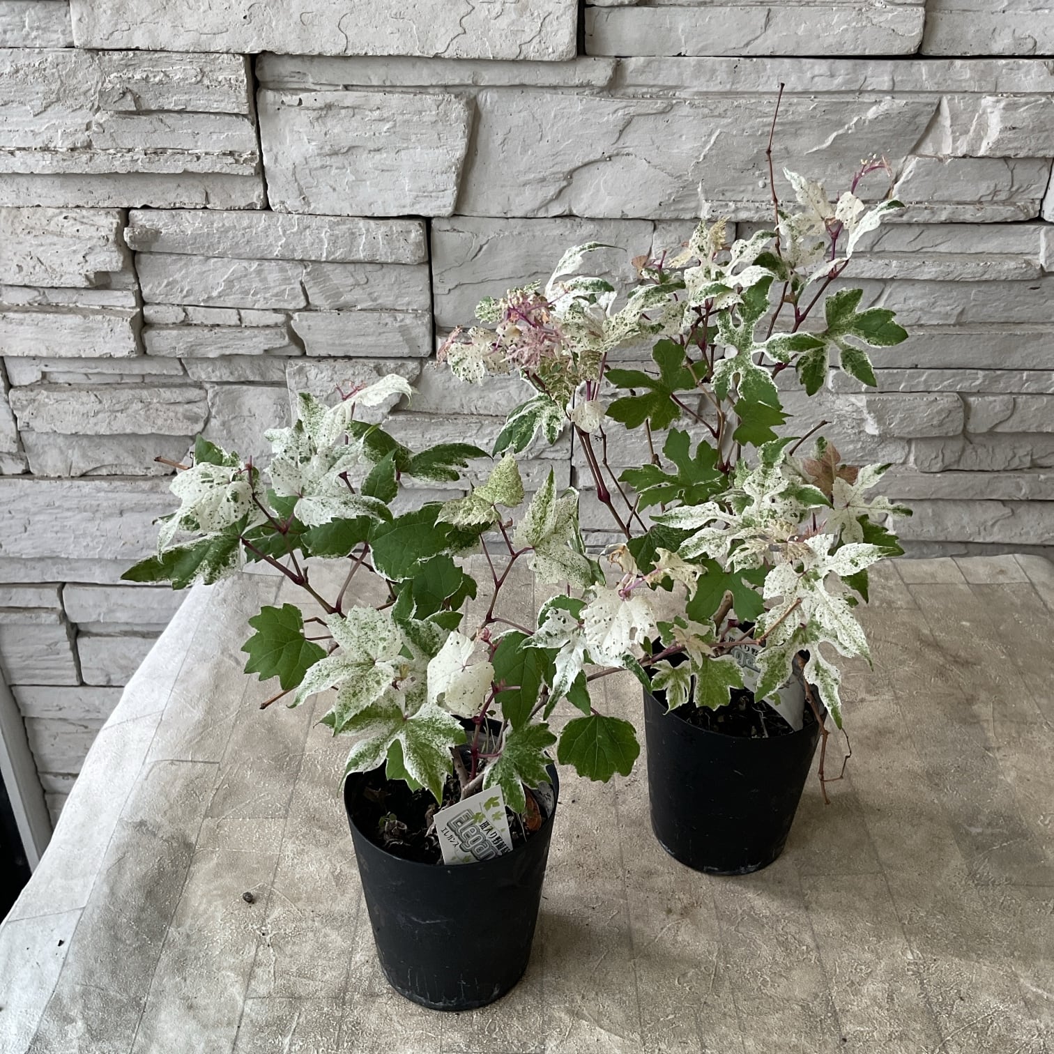 斑入りノブドウ エレガンス 3.5寸鉢 | 橋本種苗園