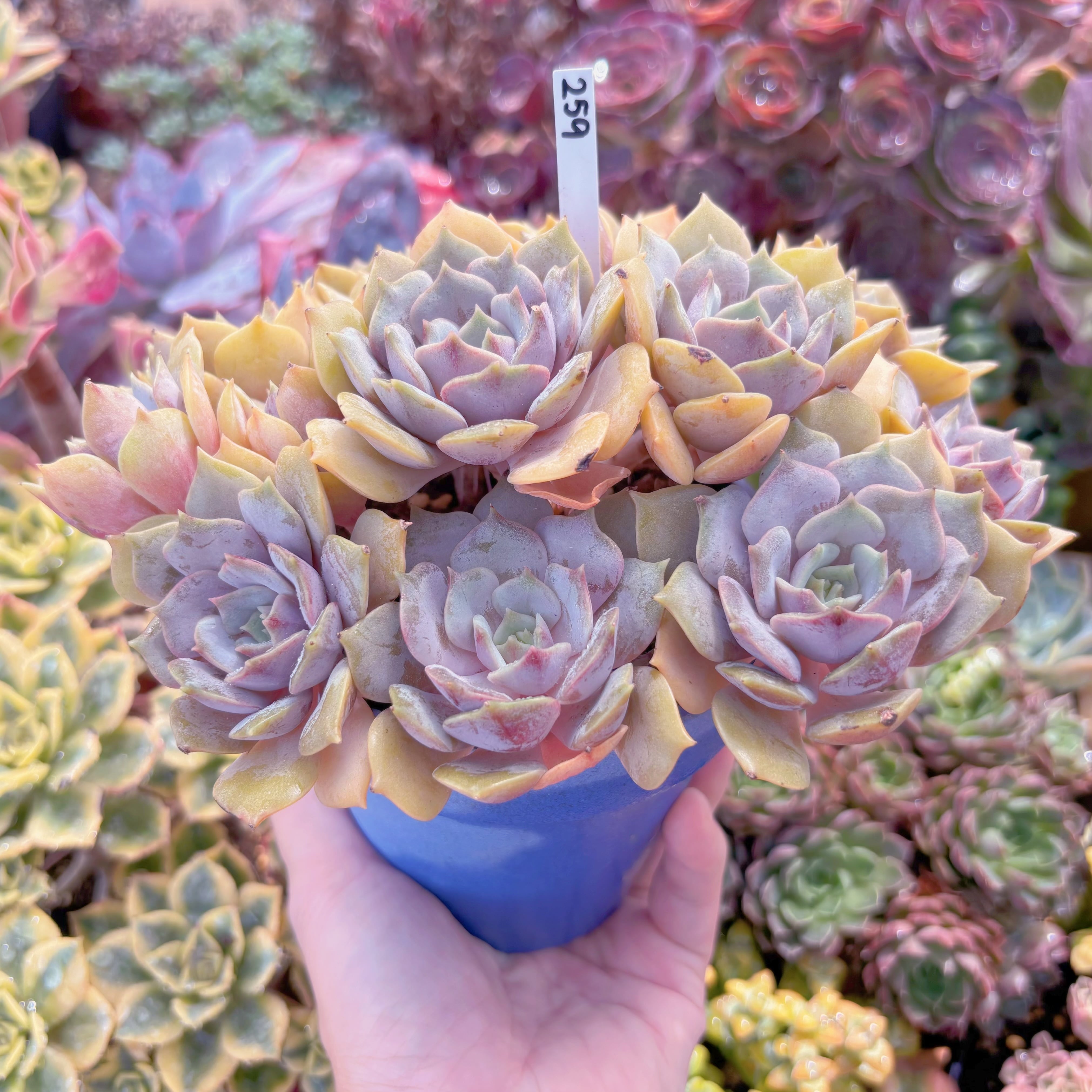 現品 紫姫#259 特大苗 るる農園 | るる農園~多肉植物専門