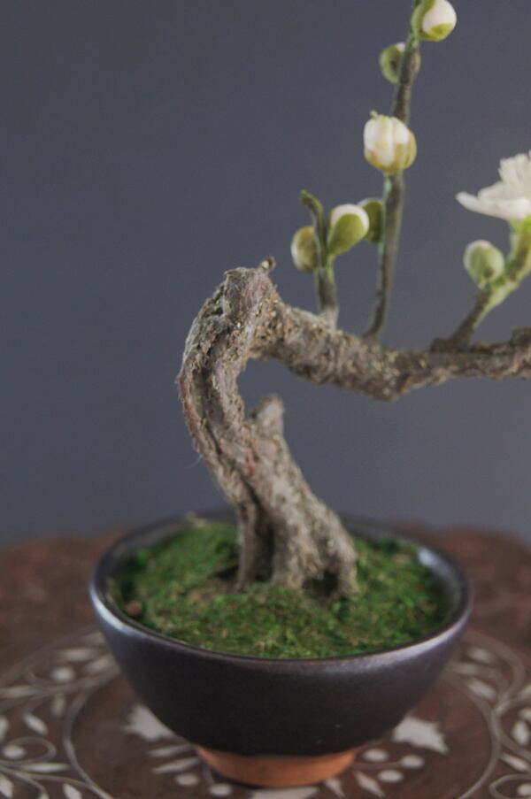 盆栽 梅 Plum Tree Bonsai #89（鉢変更） | Oh! BONSAI