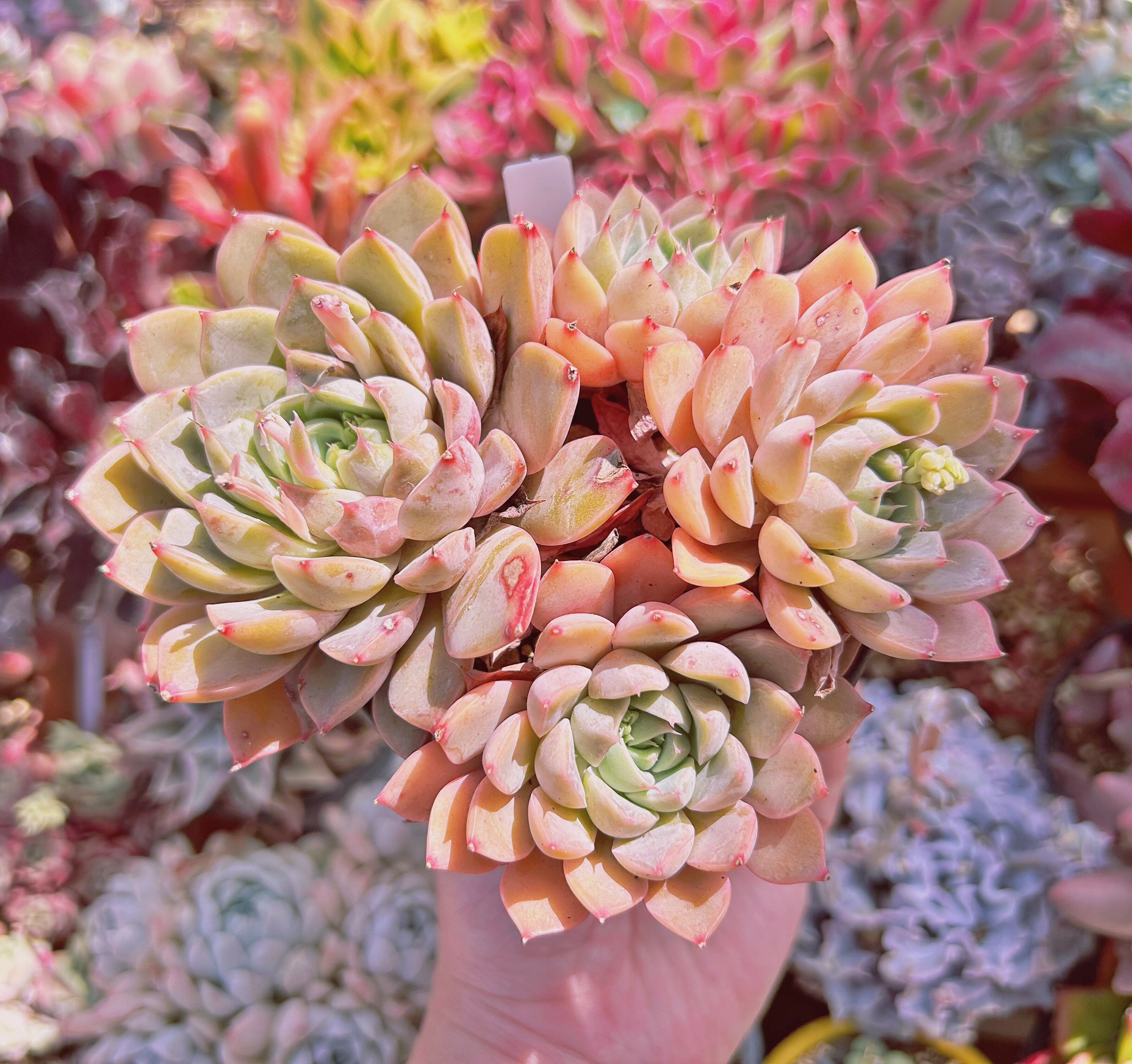 現物　多肉植物　ローズマン　特大　