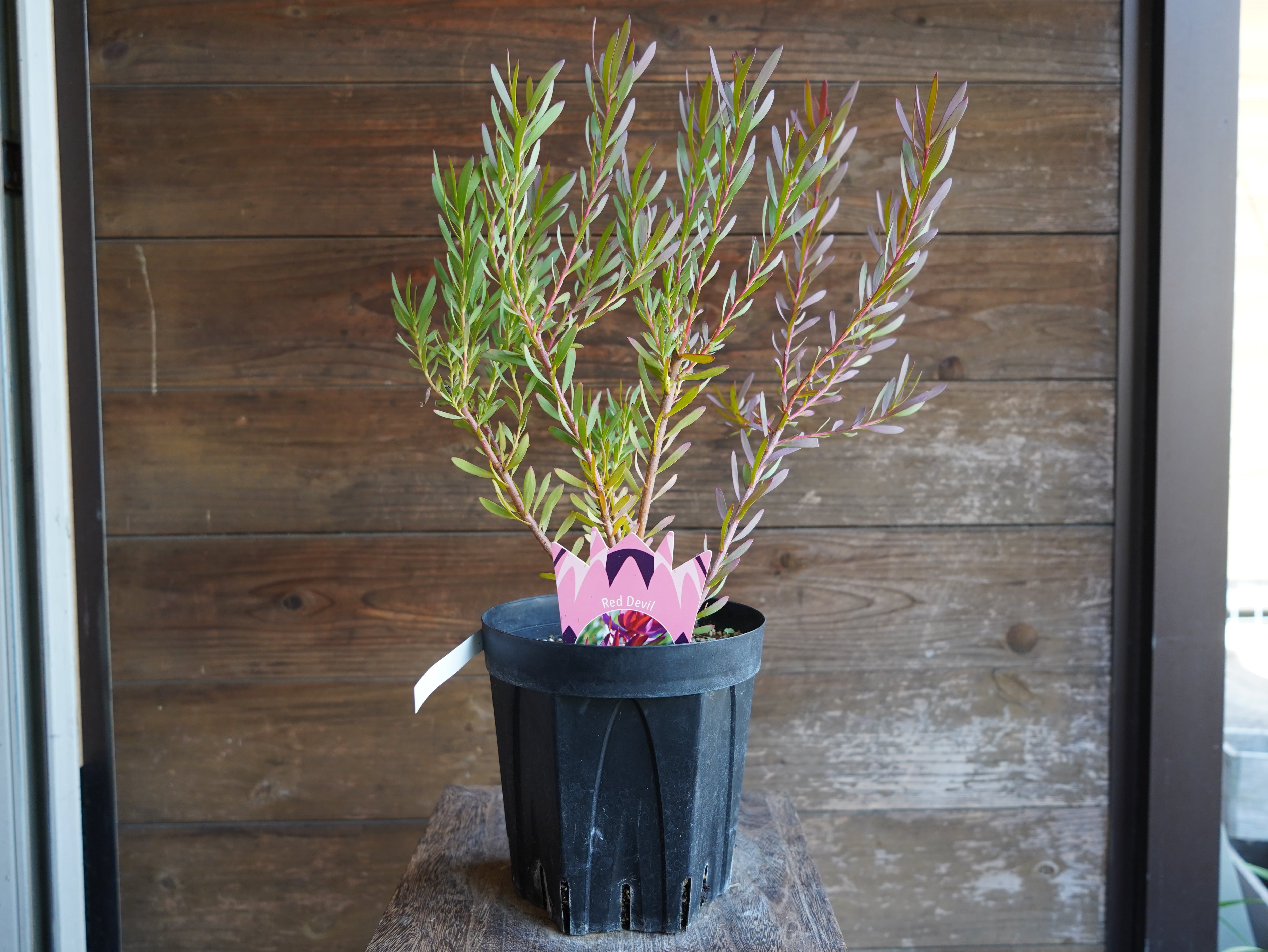 【現物】リューカデンドロン　”Red Devil”　６号