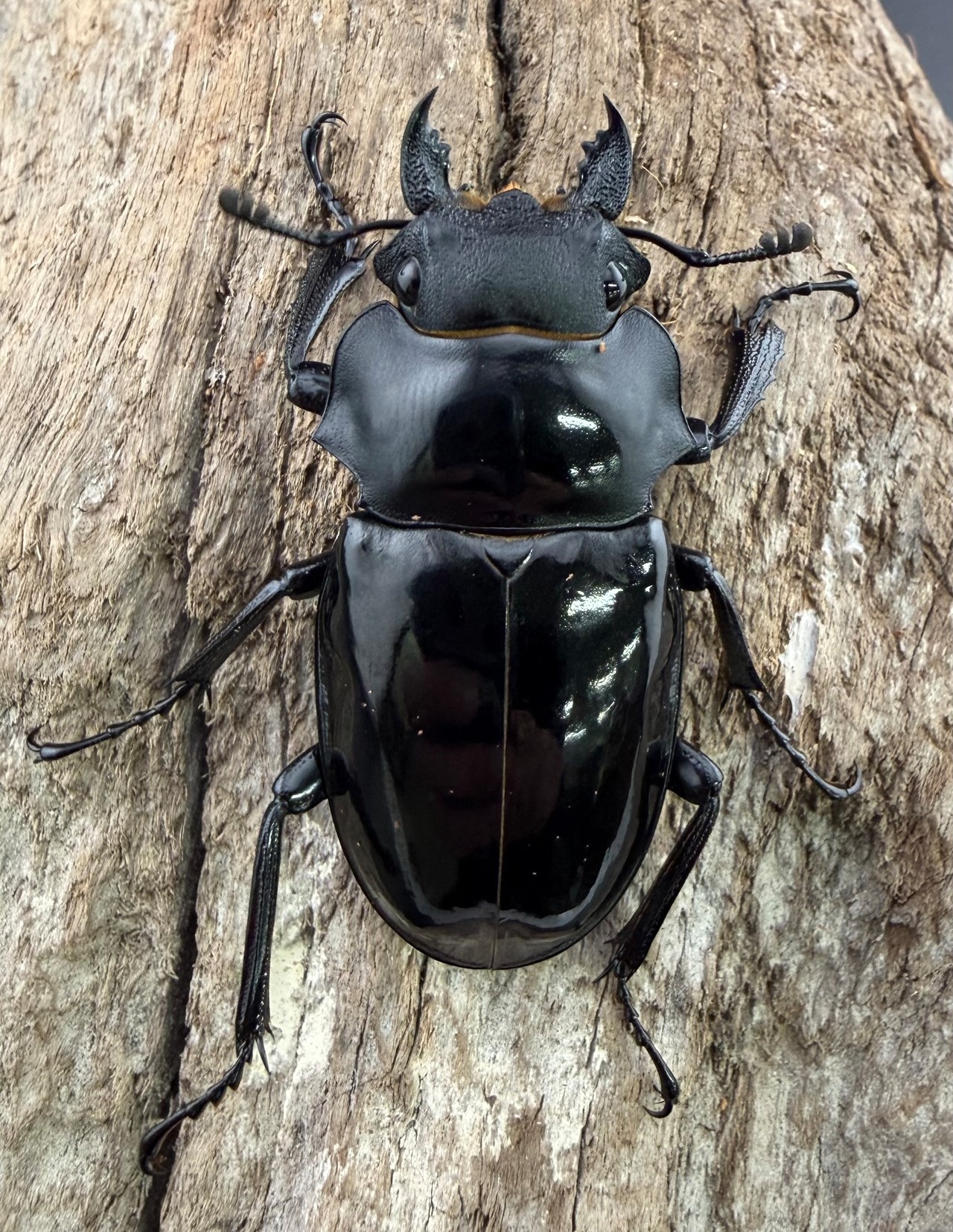 【WD】《インターメディアツヤクワガタ ネグロス島産 91mm ペア》