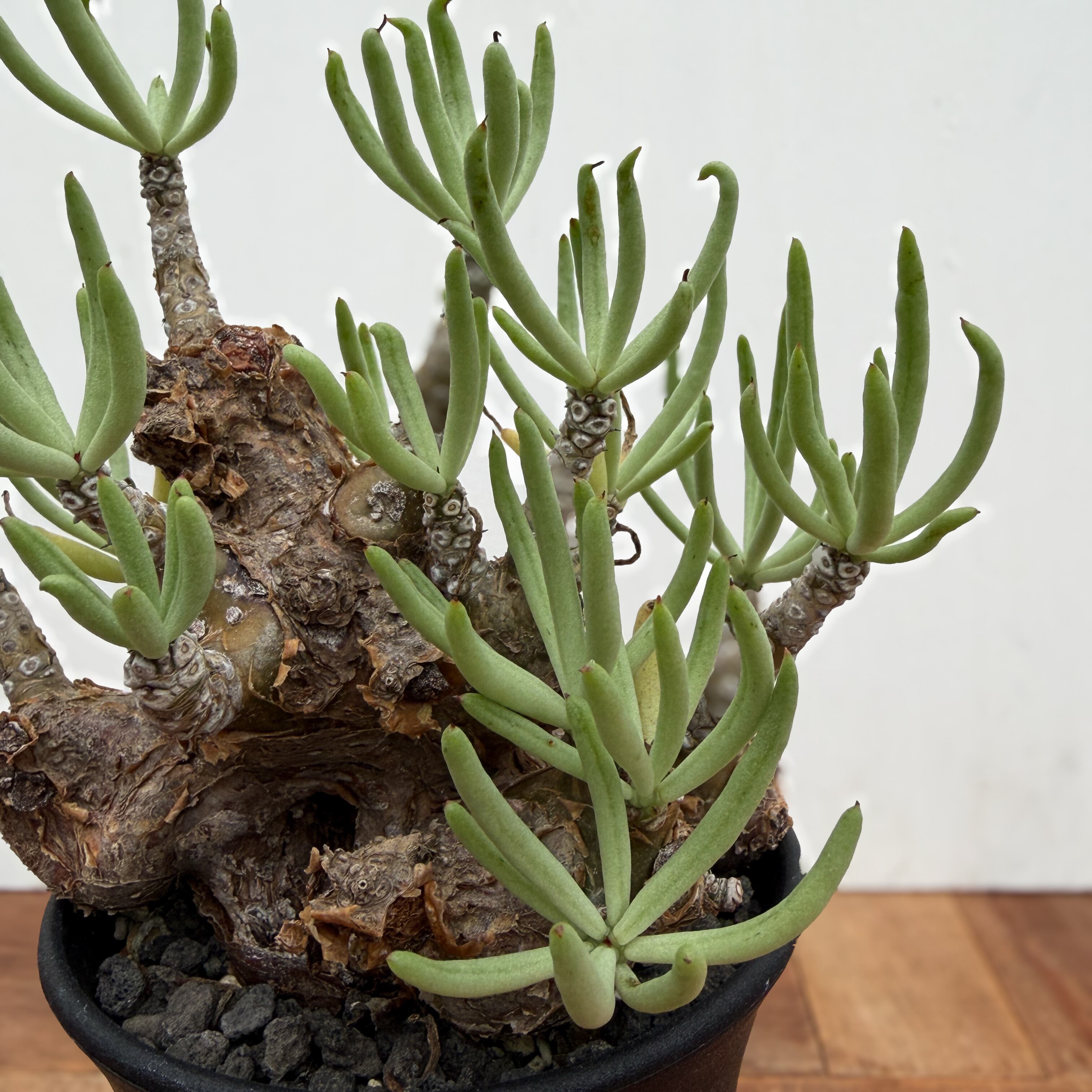 Tylecodon pearsonii【チレコドン・ペアルソニー】 | RIMO'S GREEN