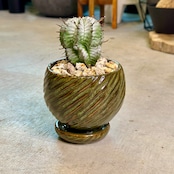 ユーフォルビア・ホリダ