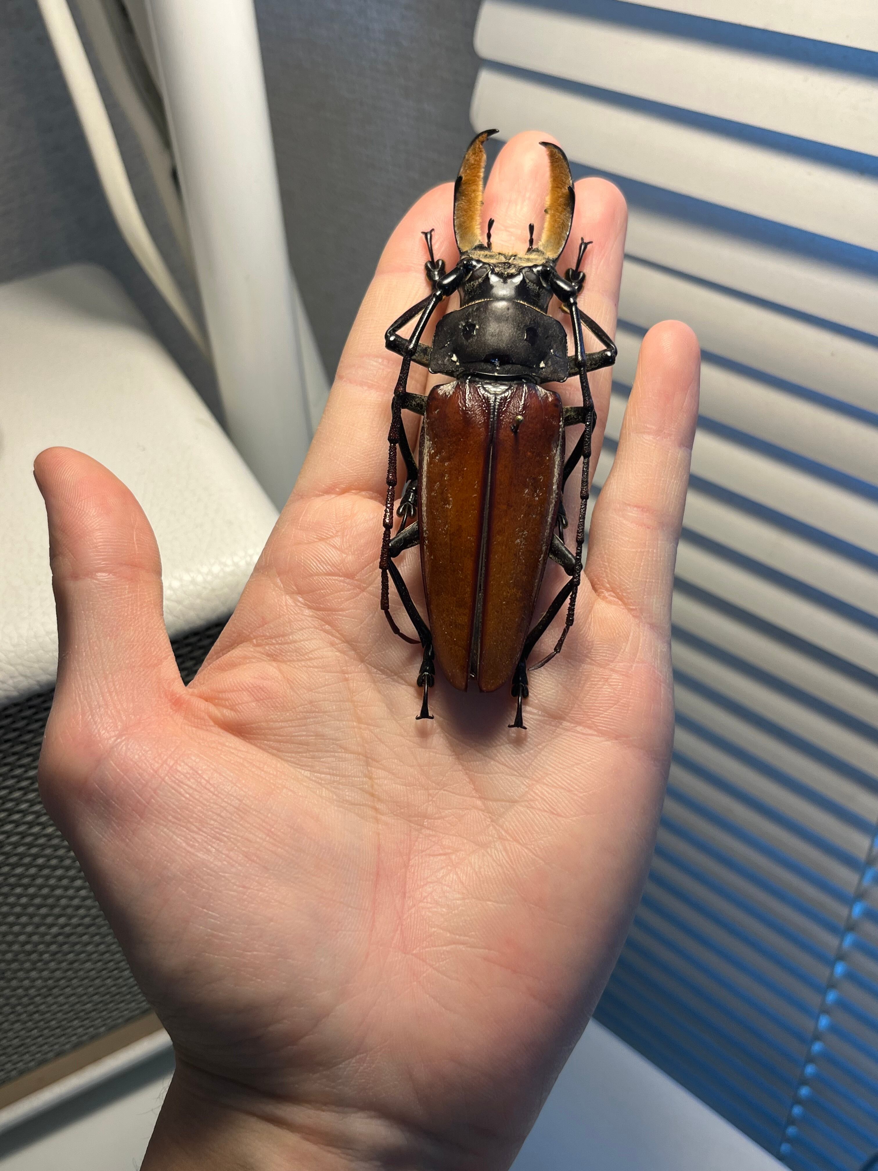 103mm】アラゲオオウスバカミキリ 甲虫昆虫標本タランチュラムカデ