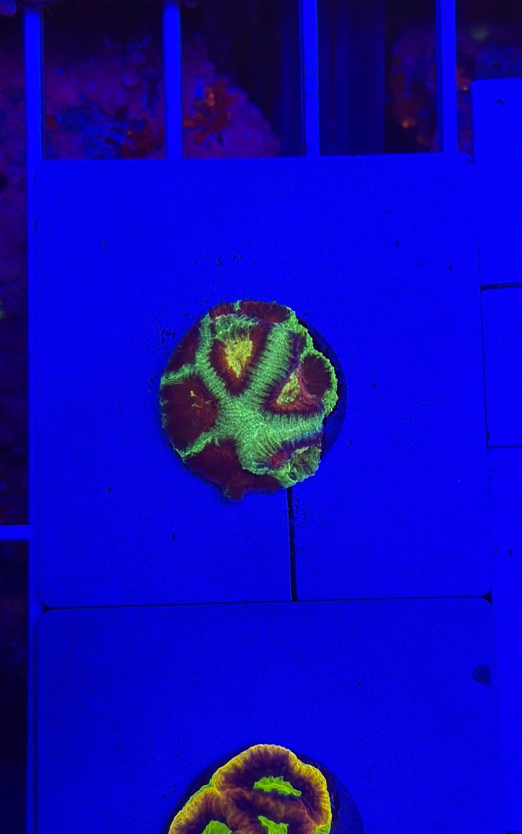 3 マダガスカルのとても珍しい虹色タマムシ（♀） | PAY ID