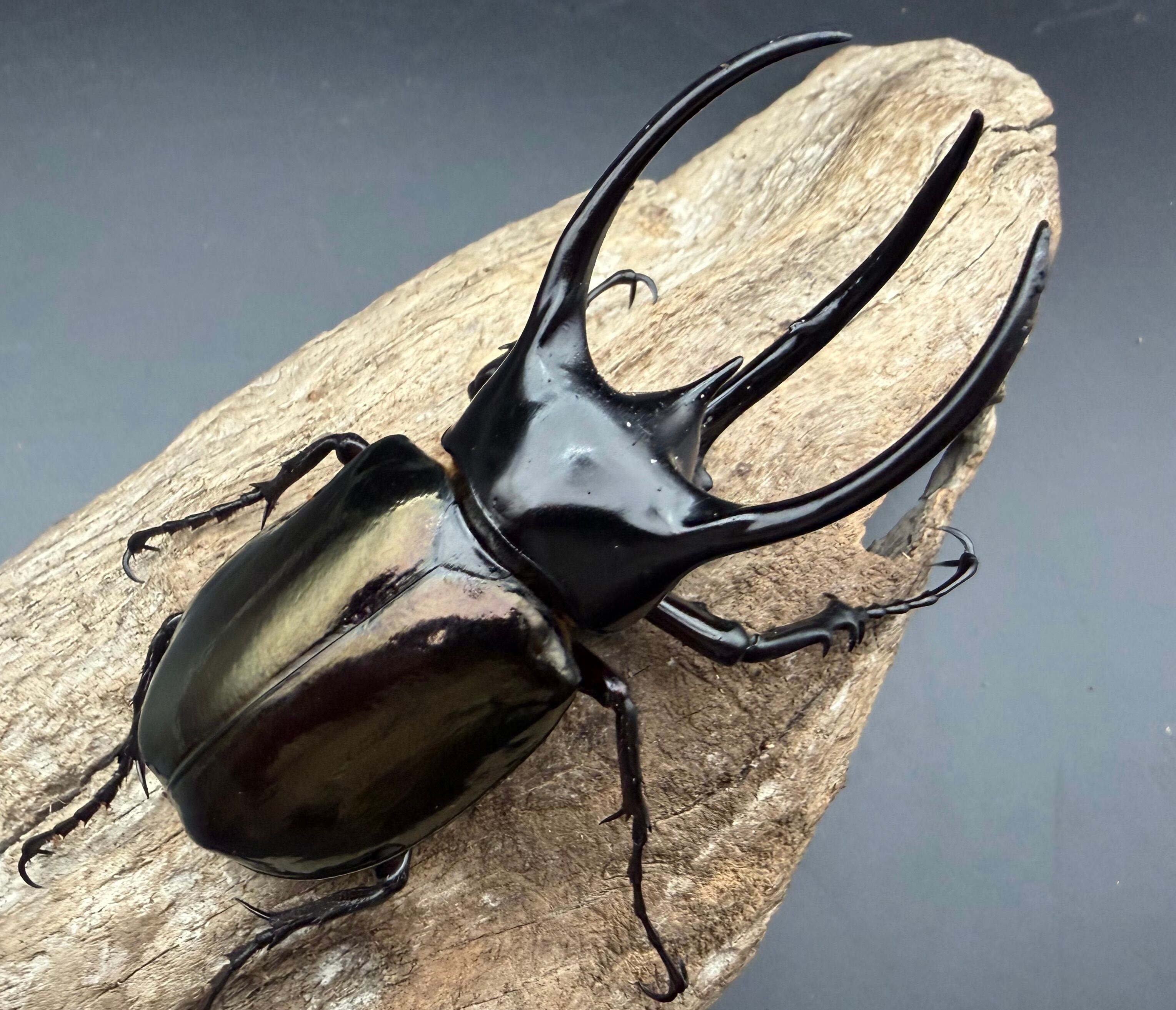 外国産カブトムシ生体 | KPW BASE店