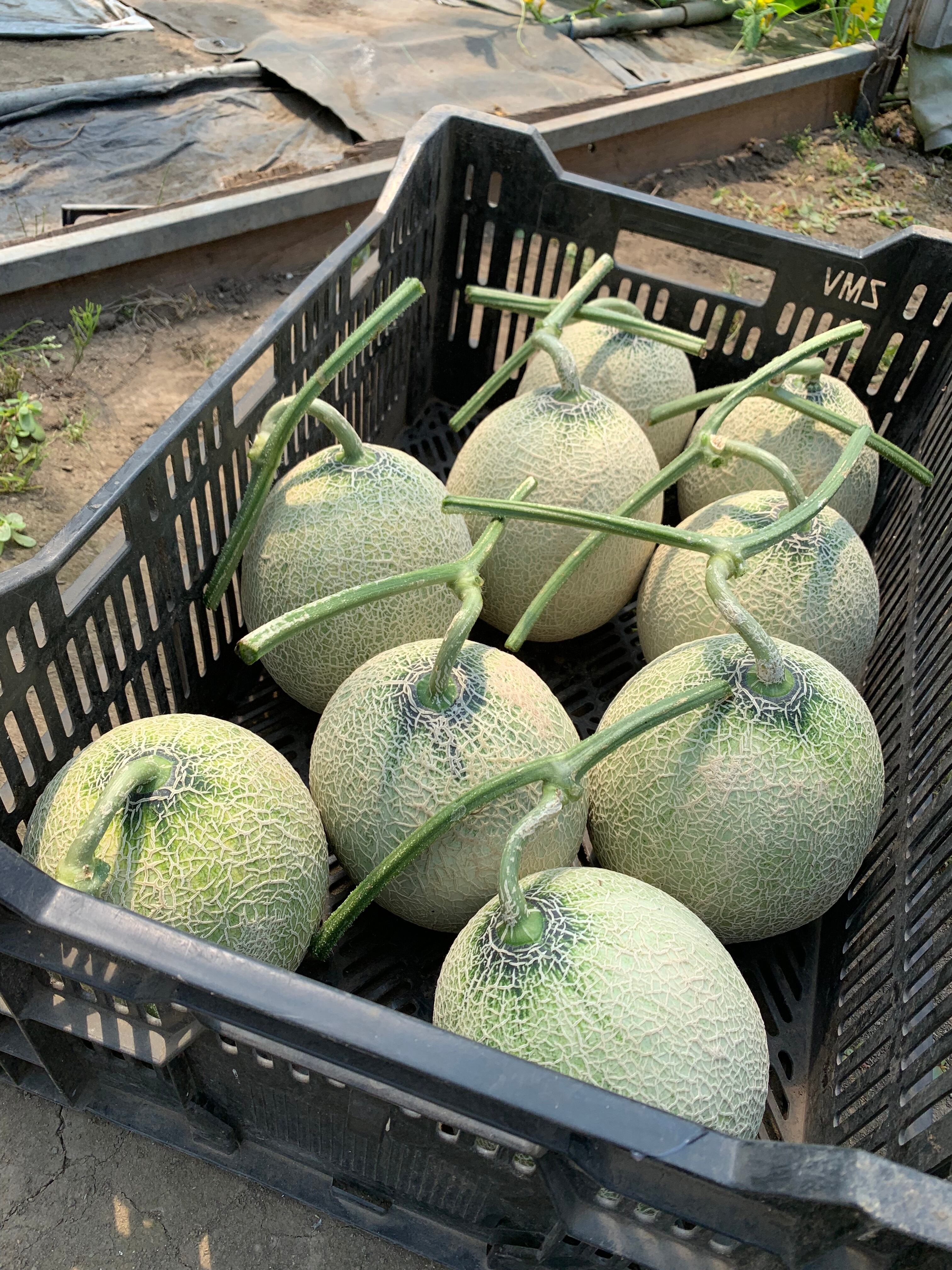 十勝メロン（キングメルティー） | 産地直送 RIKI'S VEGE ｜北海道十勝