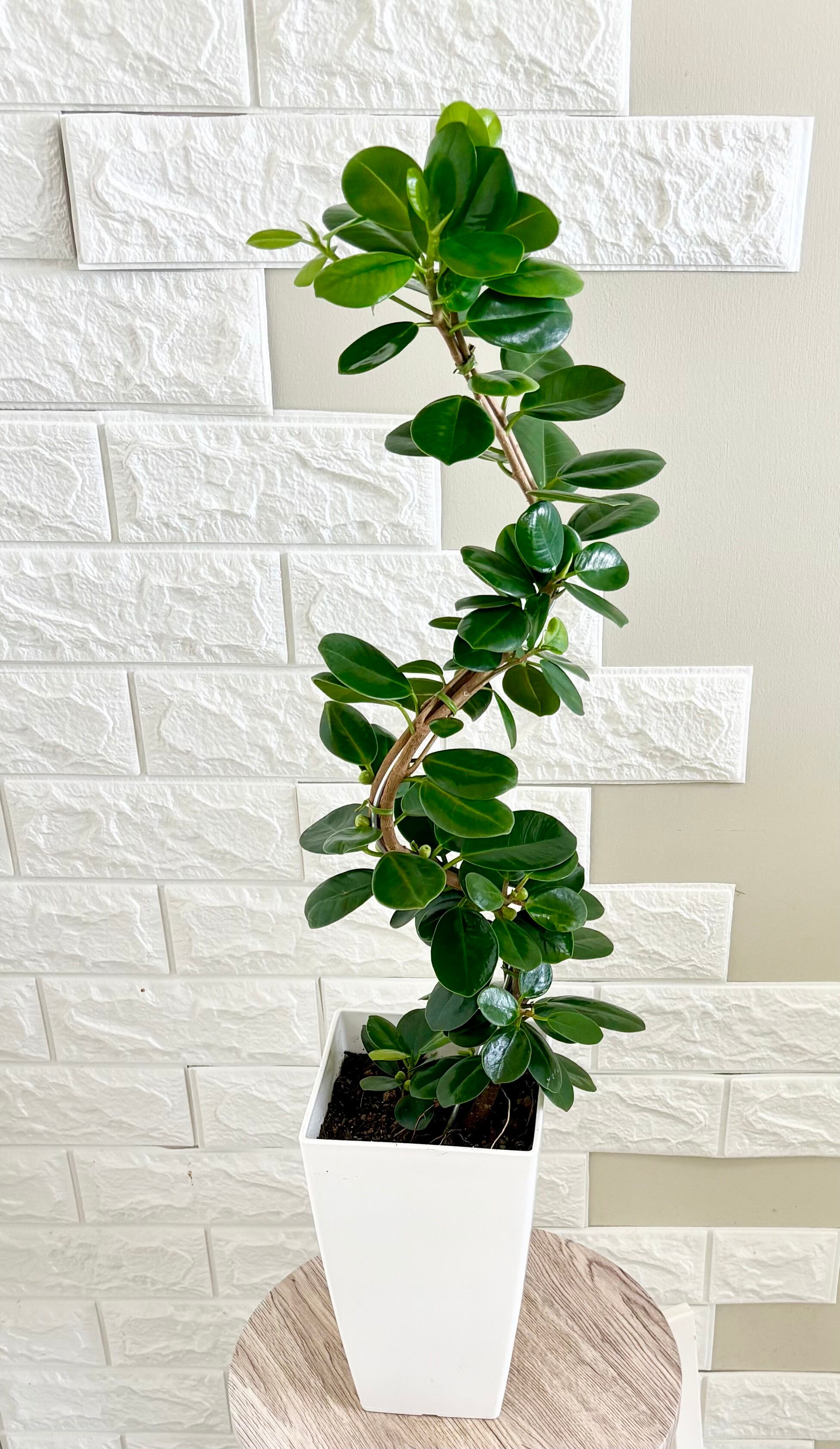 現品】パンダガジュマル 曲がり樹形 6号鉢 観葉植物 | 観葉植物のお店