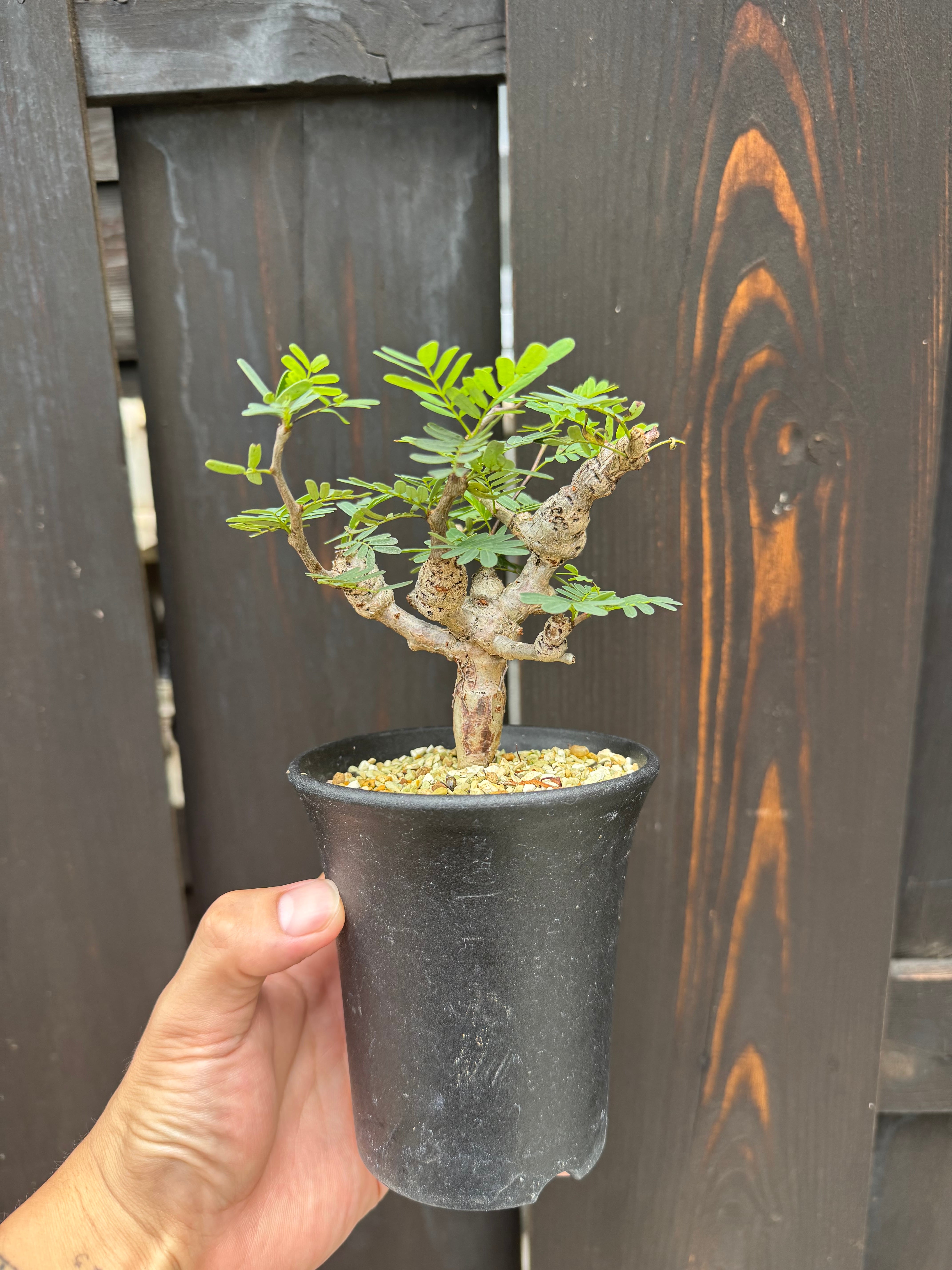 【新着】Senna meridionalis【太い枝振り作り込みの実生苗】センナ メリディオナリス
