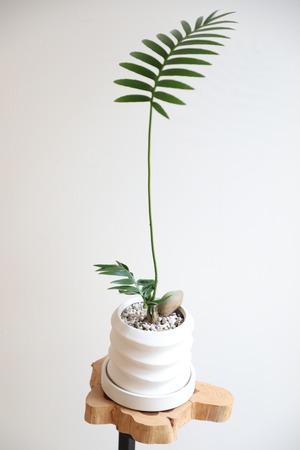 【M】ディオーン スピヌロスム/Dioon spinulosum ※陶器鉢付き