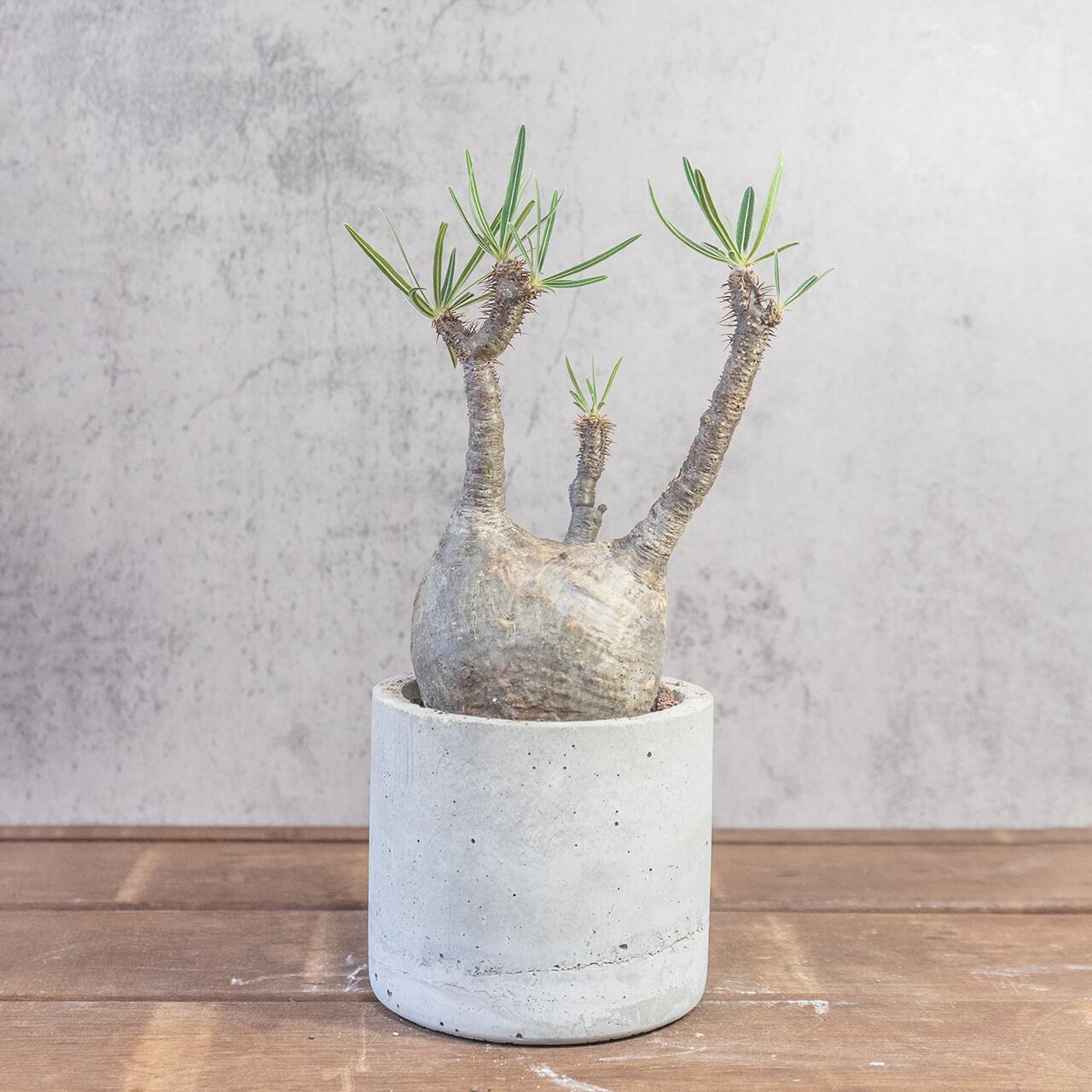 グラキリス 胴回り28cmの丸みある幹姿 造形美あふれる発根済み株【モルタル鉢】