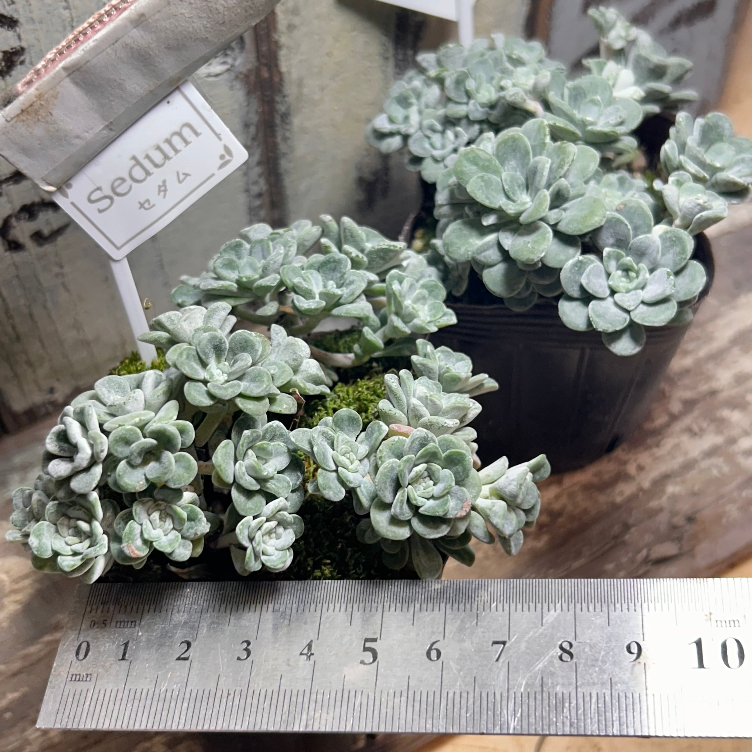 白雪ミセバヤ | RuPo 多肉植物専門店