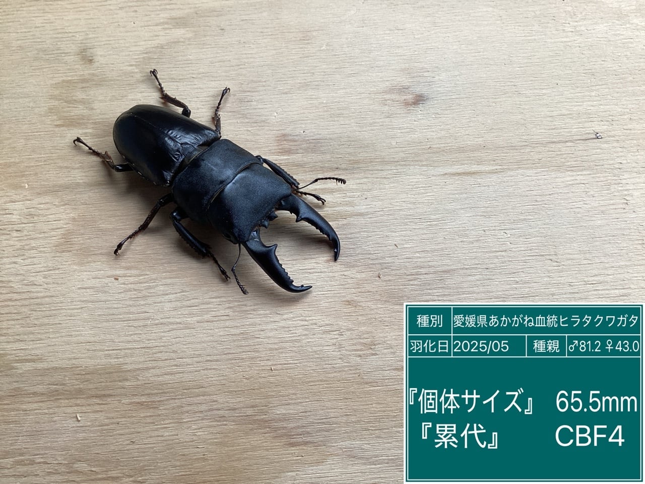 あかがね血統ヒラタクワガタ NO22 65.5♂単品 | 国産クワガタ ドルクス