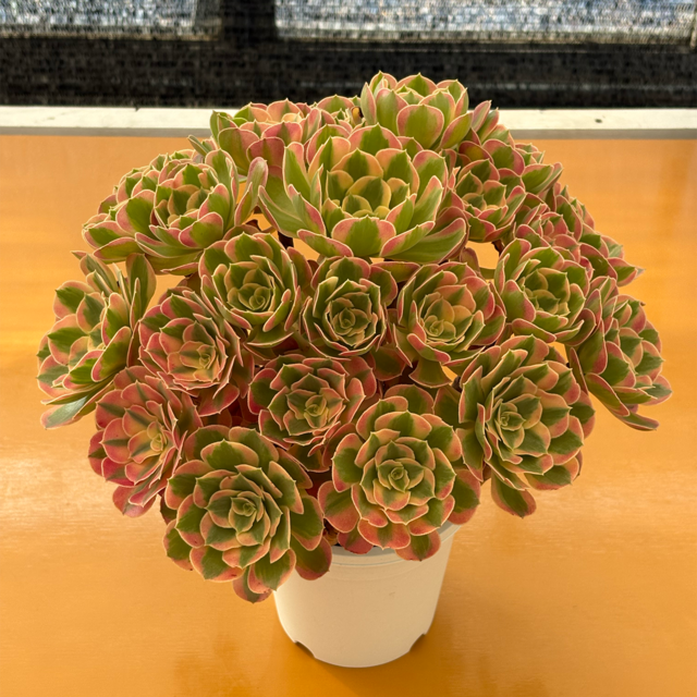 多肉植物専門店 たにくふぁ〜む