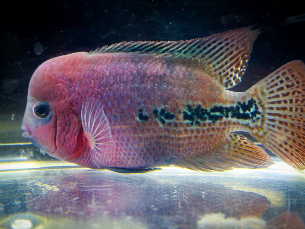 セブンブロッドヴィエジャ Jupiter No 1 新アメリカンシクリッド アクアショップ 青 セブンブロッドヴィエジャ Jupiter No 1 新アメリカンシクリッド アクアショップ 青