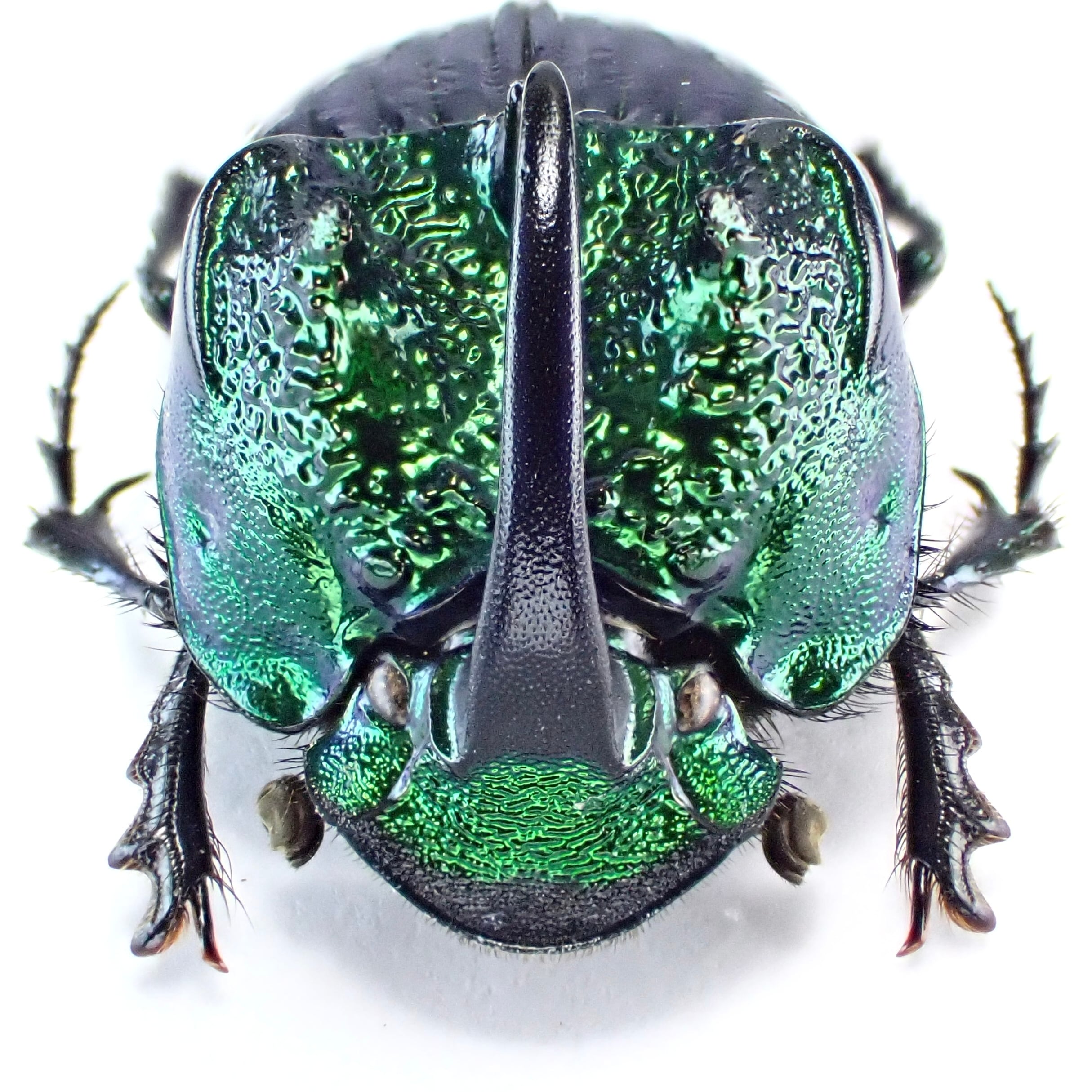 メキシコ産　マヤシロカブト 64mm メキシコ産 マヤシロカブト 64mm メキシコ産 マヤシロカブト 64mm