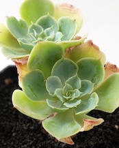 一部発根済カット苗 レモンプリンス L Echeveria 'Lemon Prince'