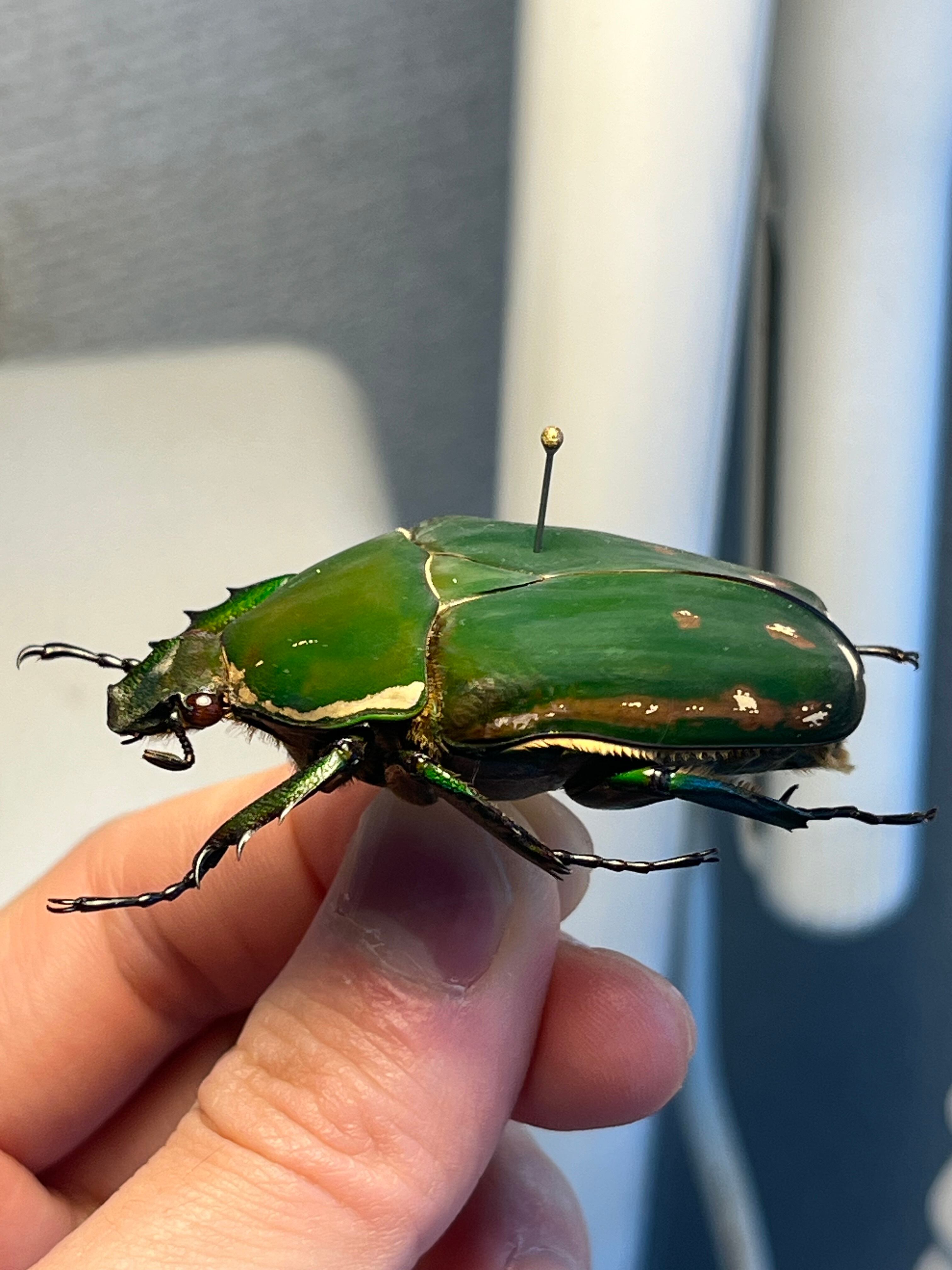 属内最大種】クビワオオツノハナムグリ カナブン ゴライアスオオツノ