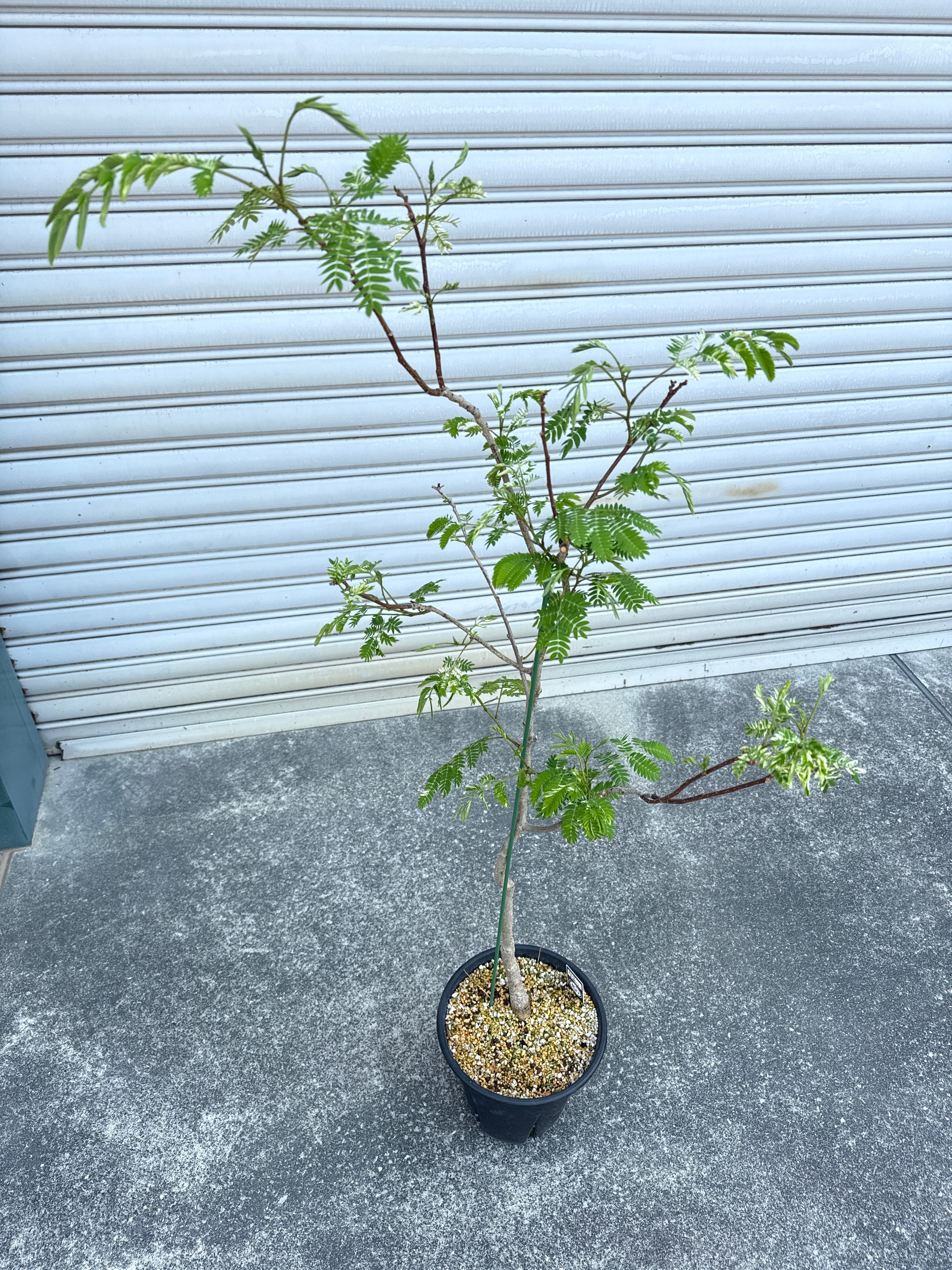 ネムノキ斑入り 7号 | Gardenえん 【観葉熱帯植物】