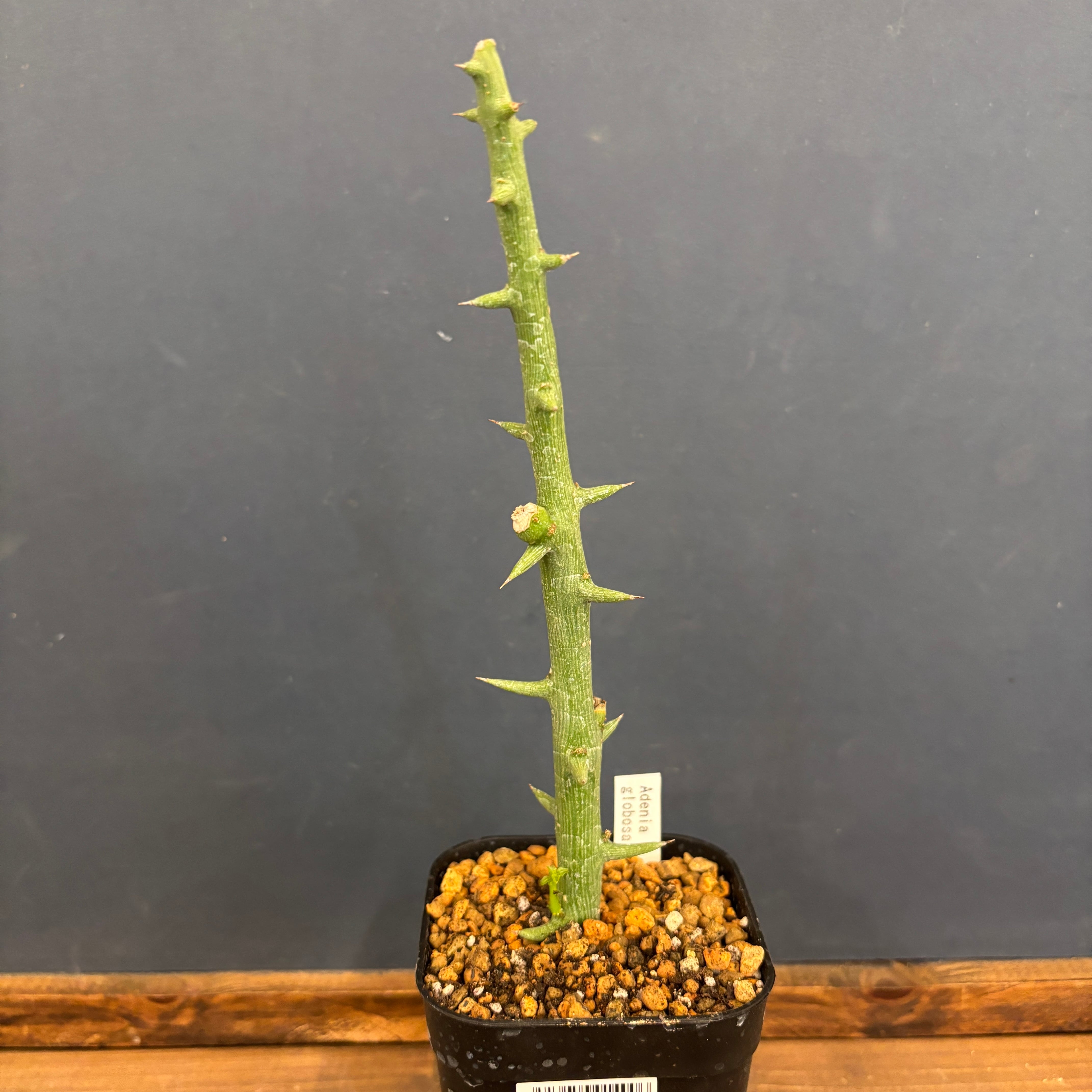 アデニア グロボーサ 挿し木【337】