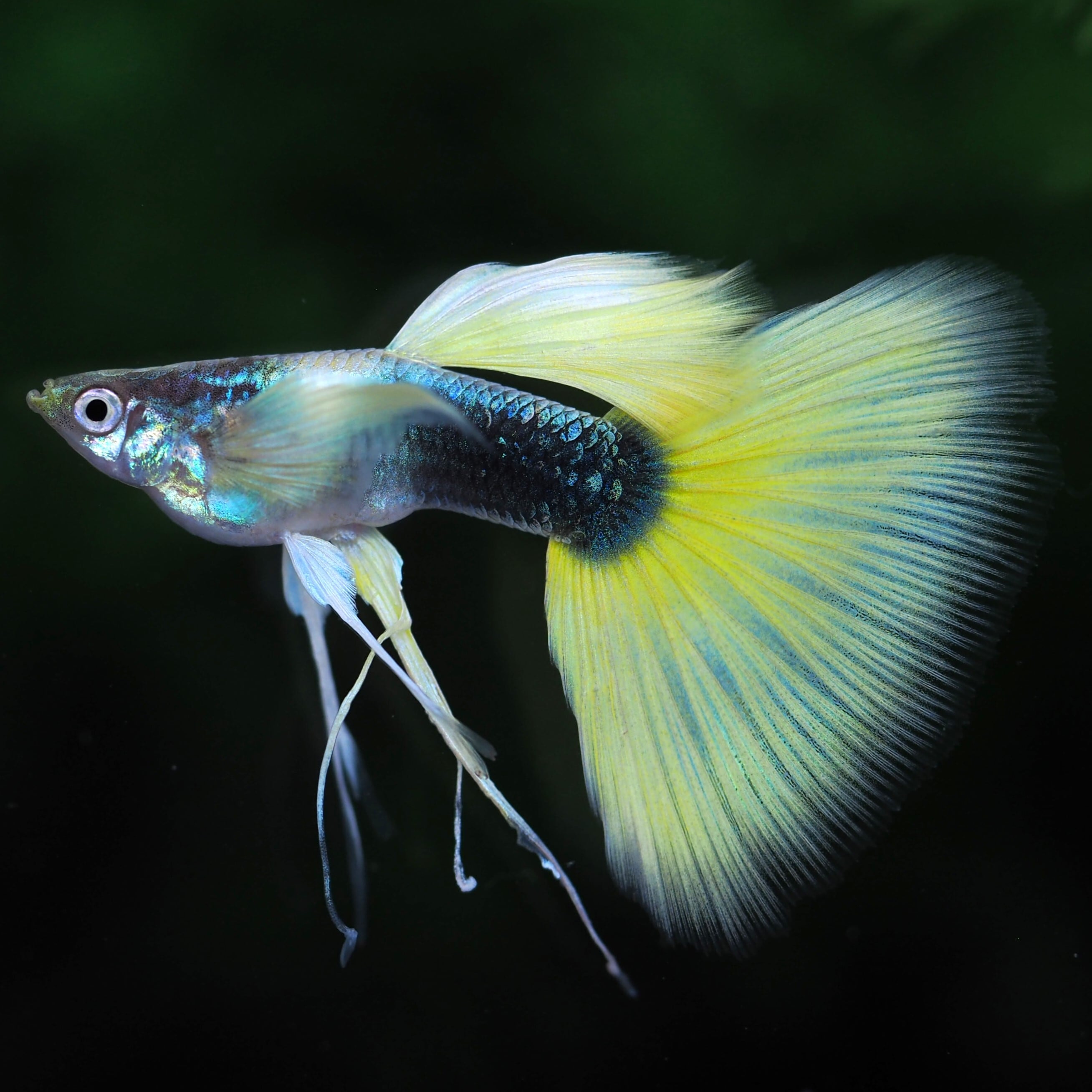 グッピー❗️ GUPPY | 伊豆グッピーファーム