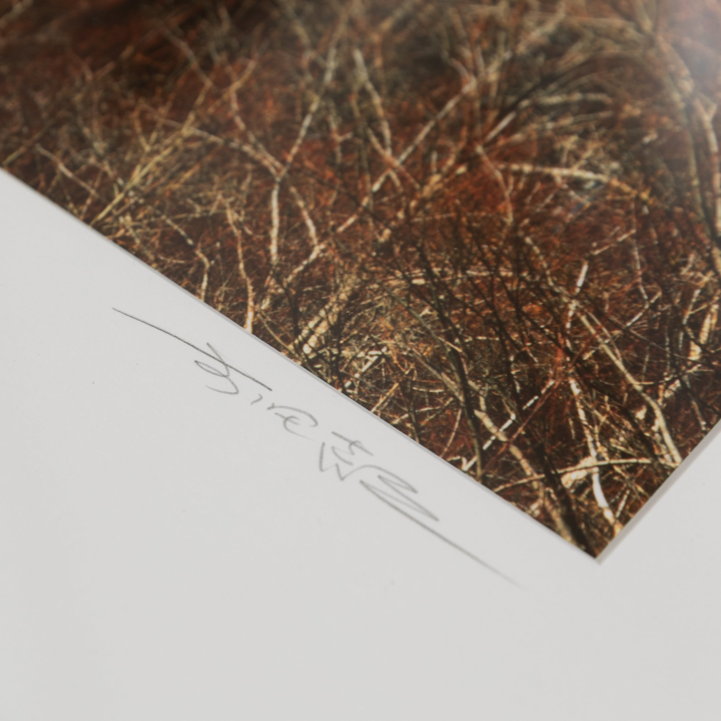 前田真三額装写真「絵模様」白木額〈展示品／直筆サイン入〉 | 拓真館