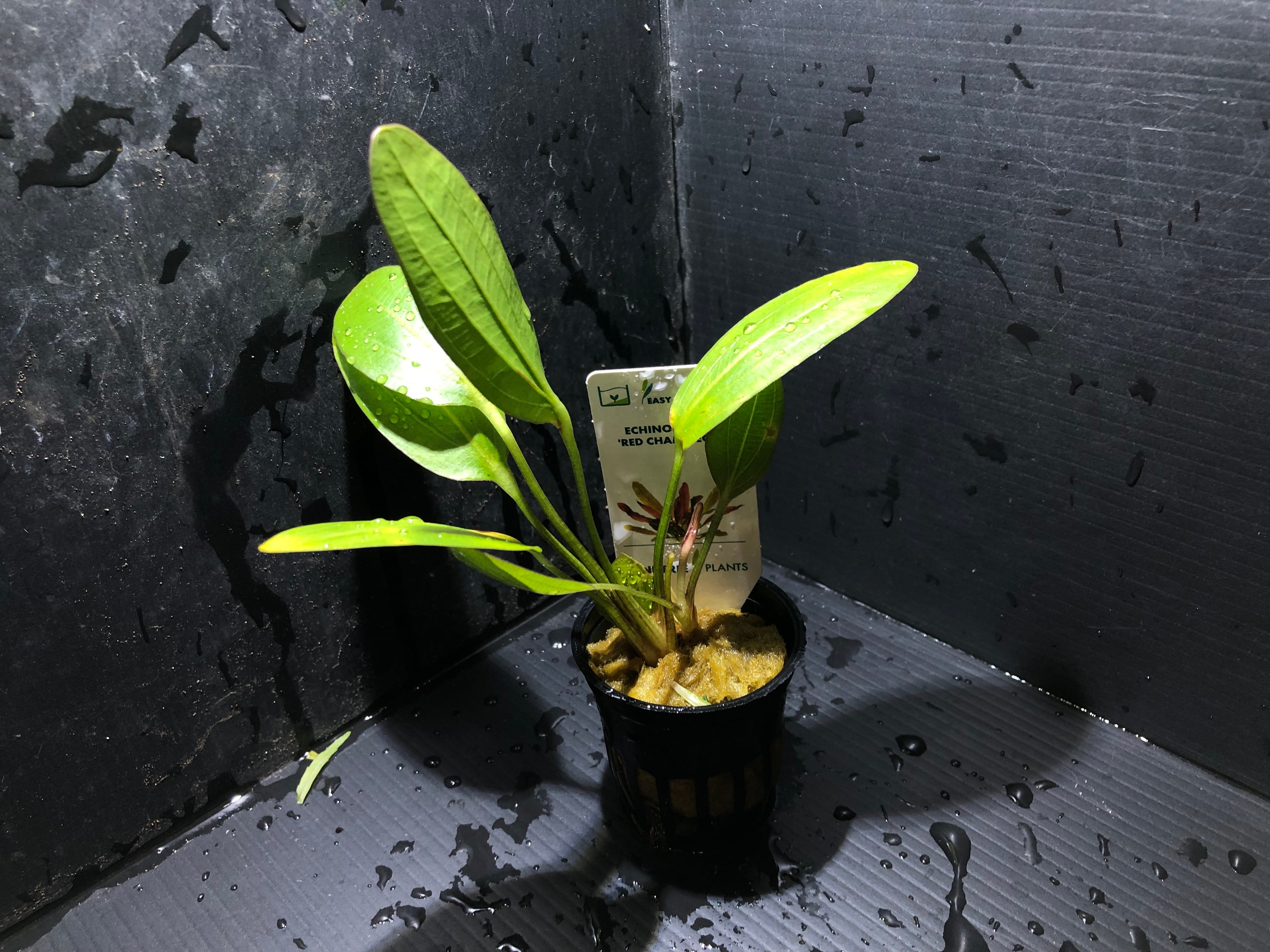 Bucephalandra sp. Upper pearl midnight blue original location【水