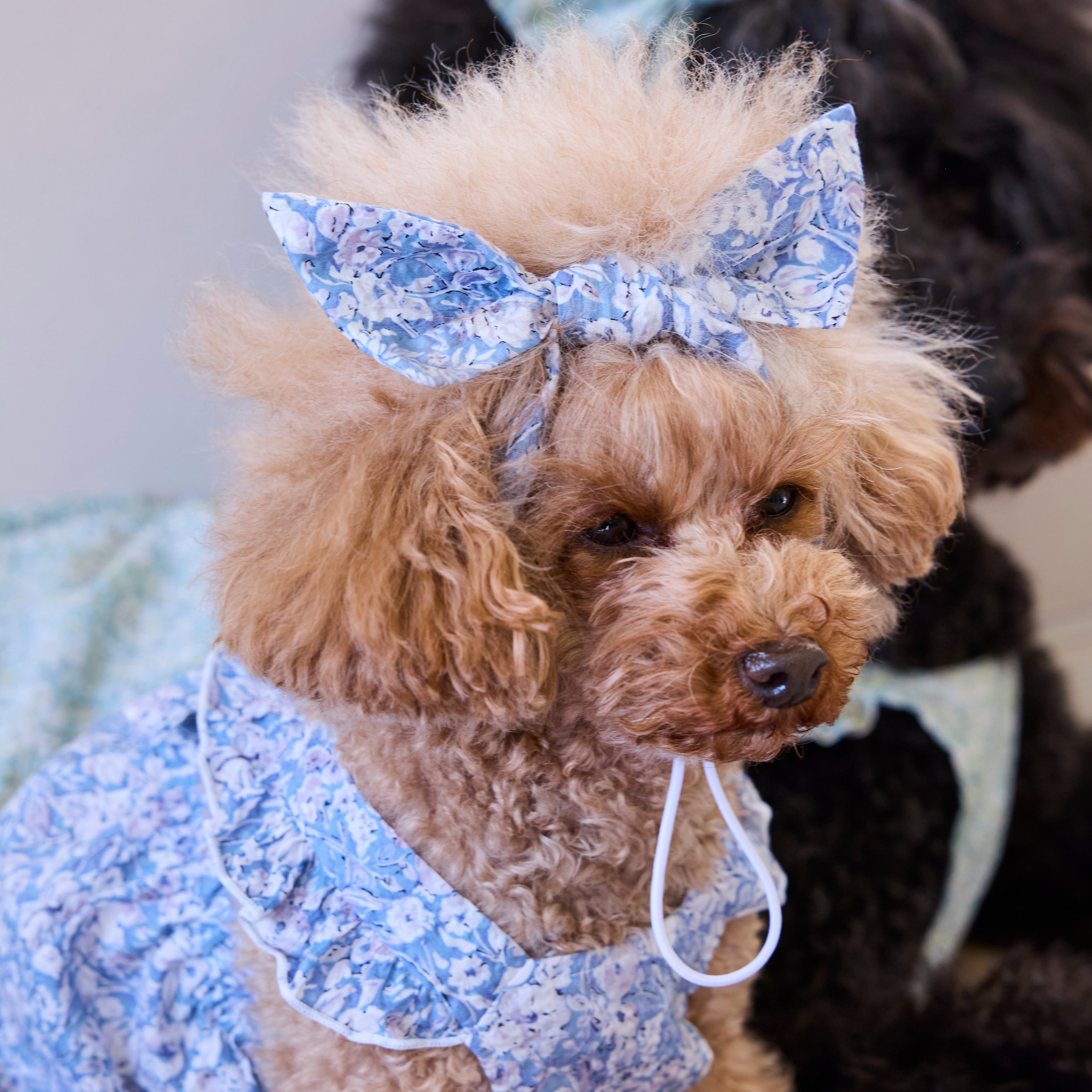 251112］リバティプリントリボン型ヘアバンド | 犬服ブランド 2e