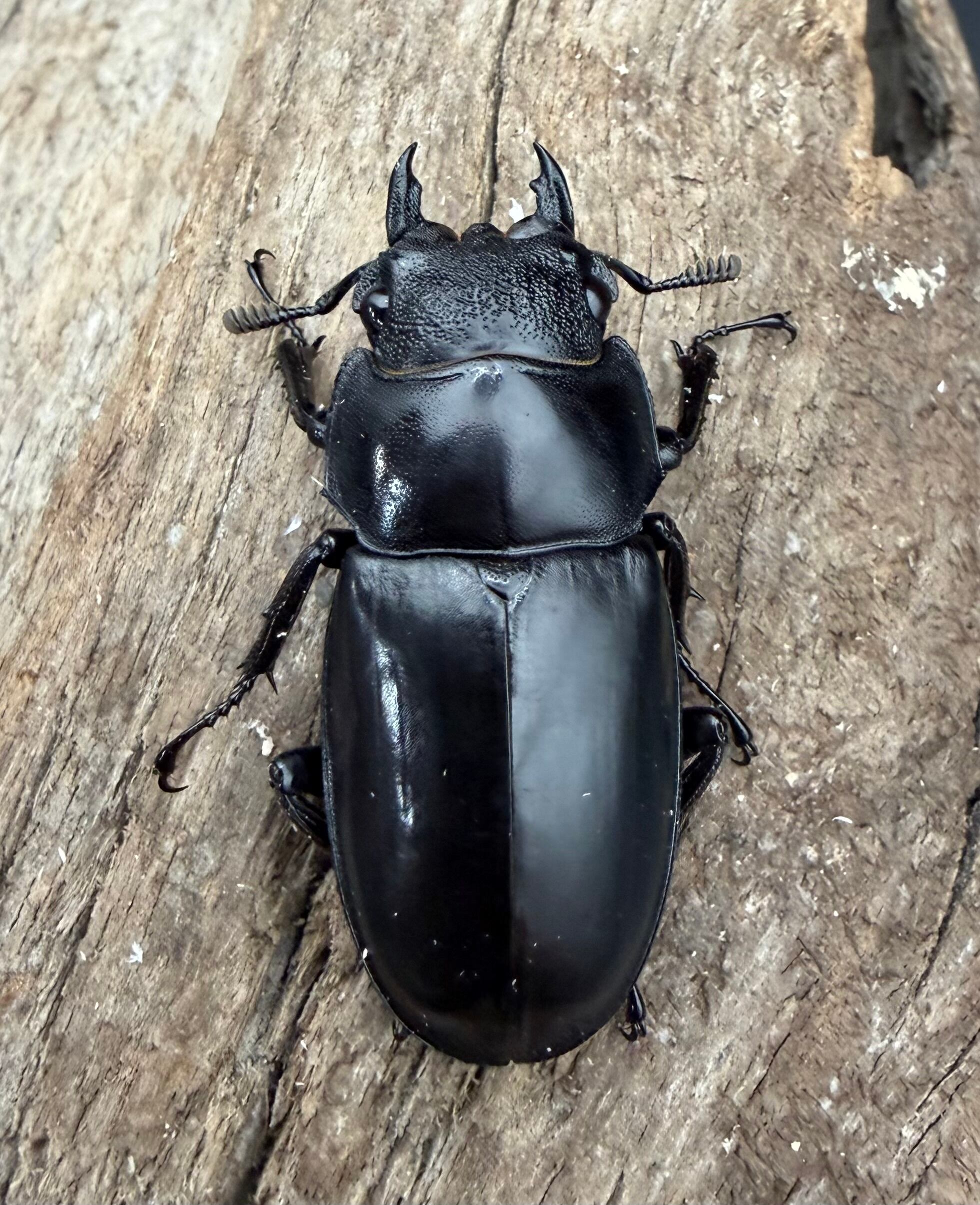 WD】《ブケットフタマタクワガタ 71mm ペア》 | KPW公式オンラインショップ