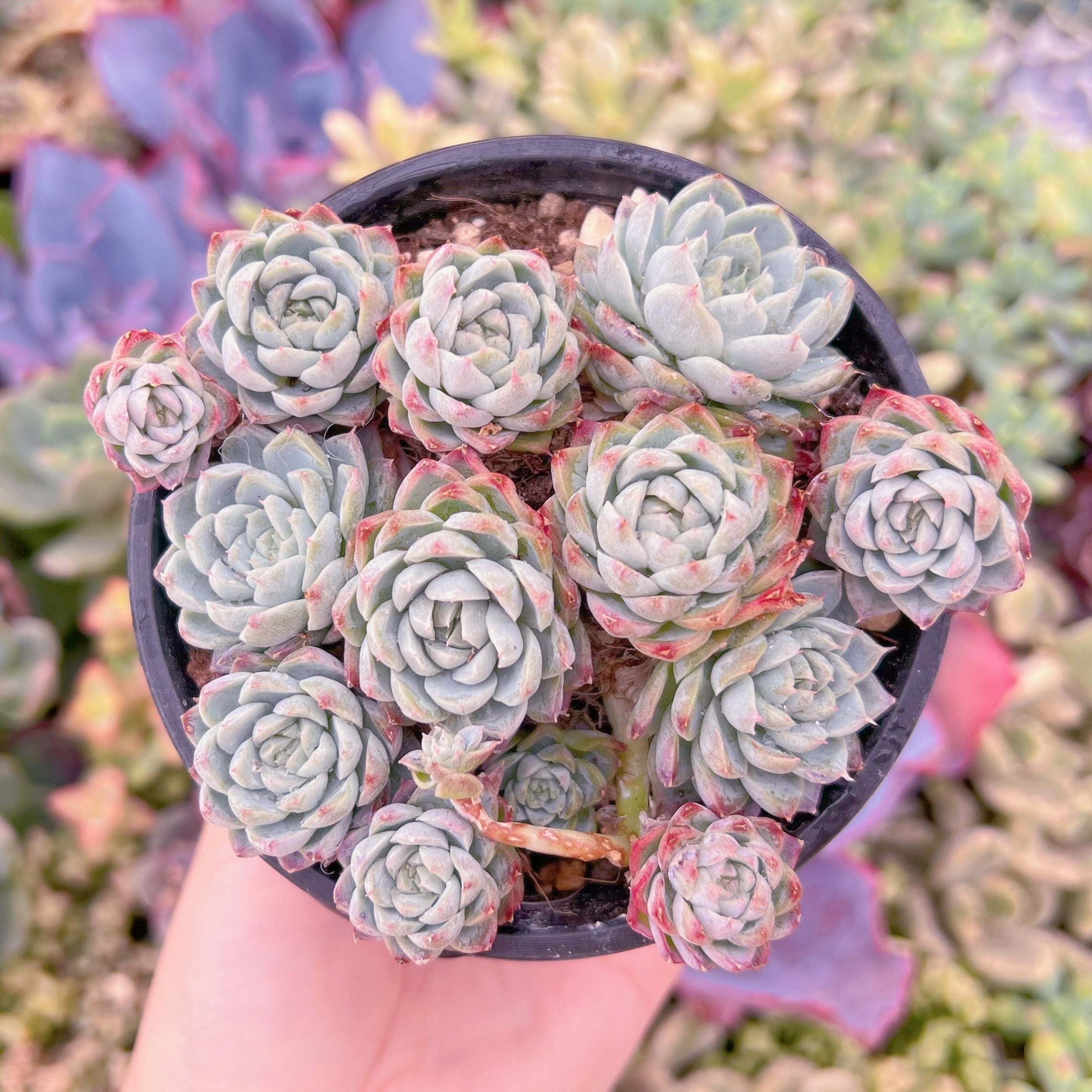 現品　女王花冠#F076　群生　るる農園
