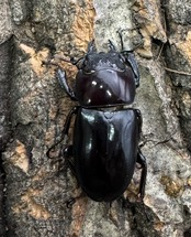 【WD】《ゲルツルードノコギリ 38mm A’品ペア》