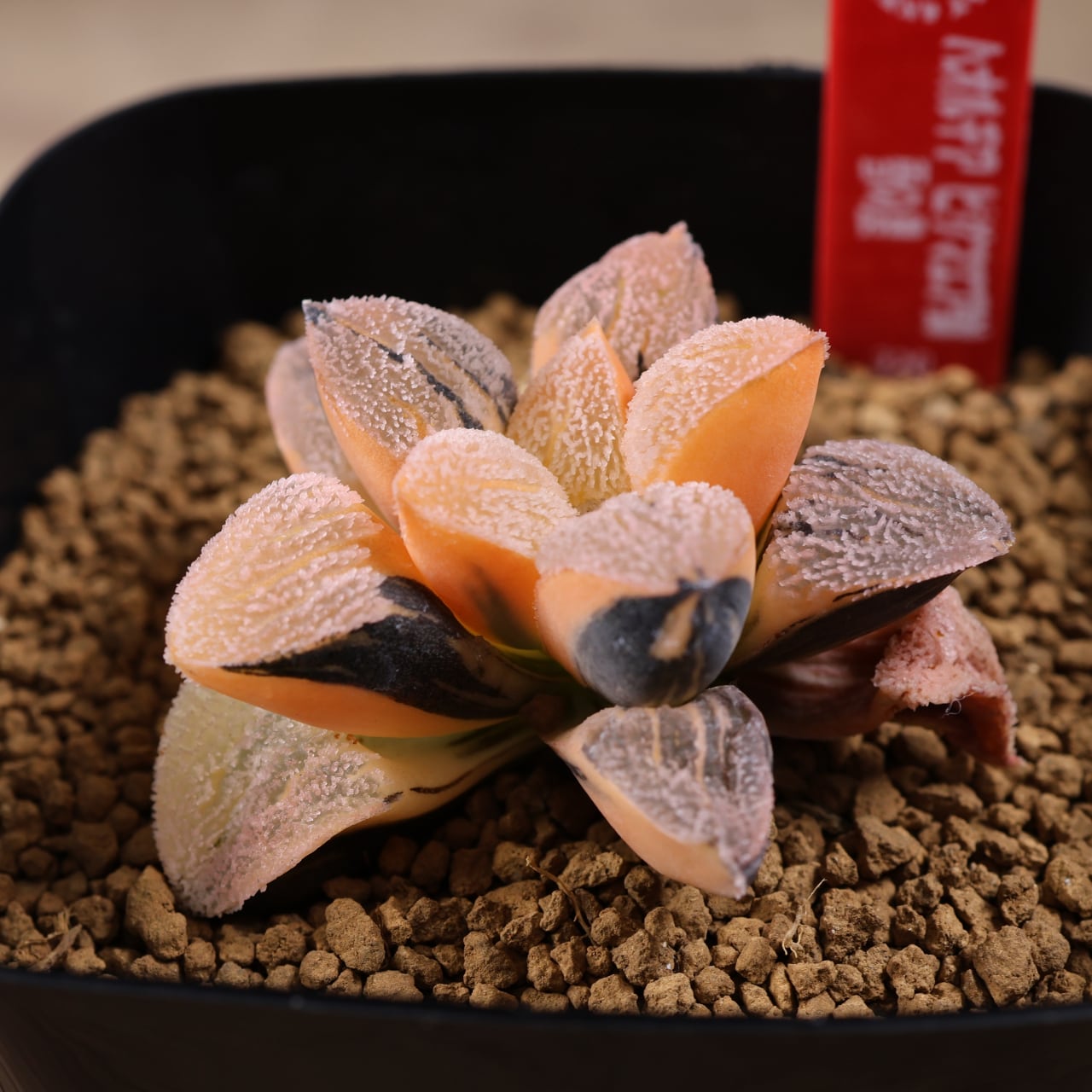 ALL ITEM | MARX PLANTS | 観葉植物・多肉植物・塊根植物