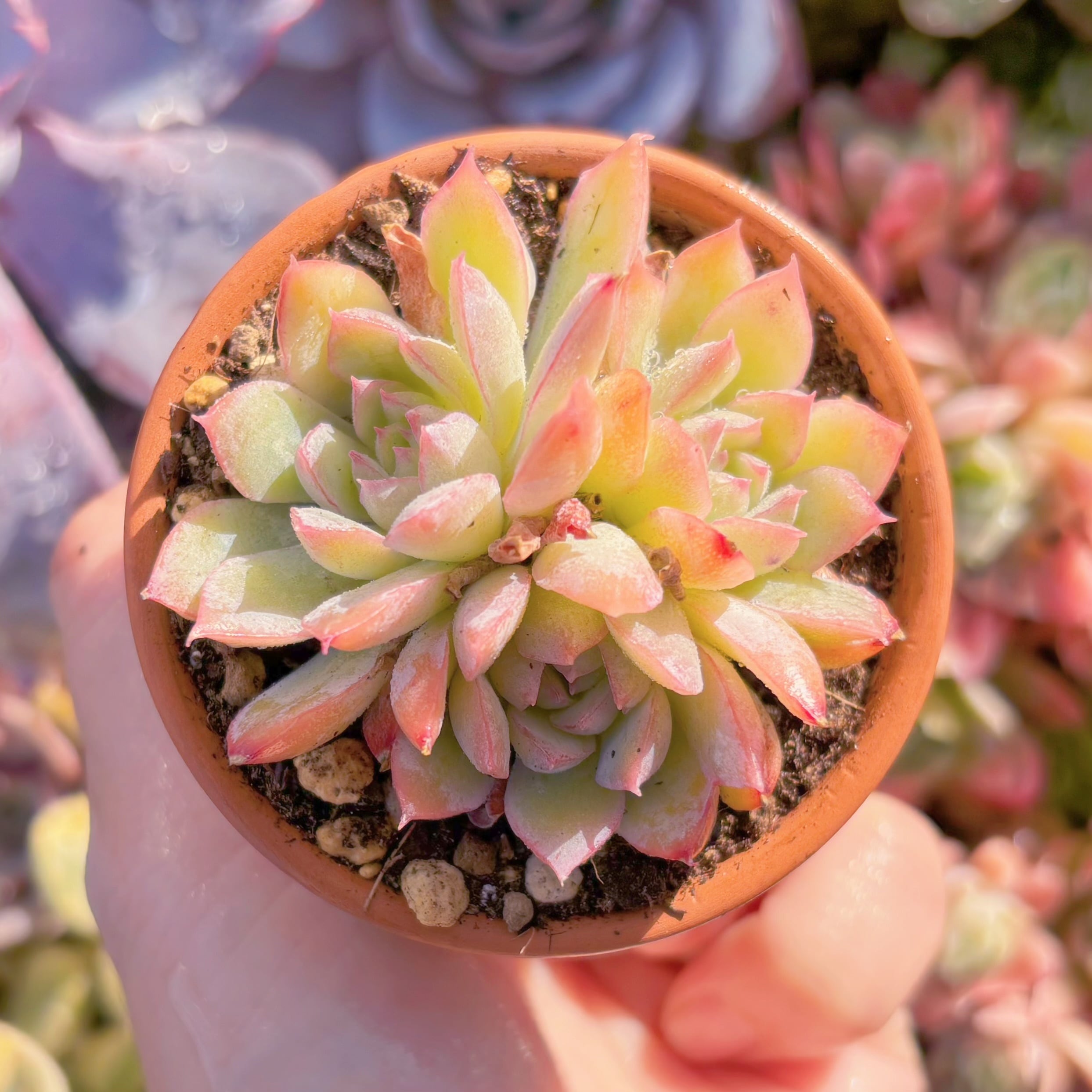 現品　桜雨#3022   群生　るる農園