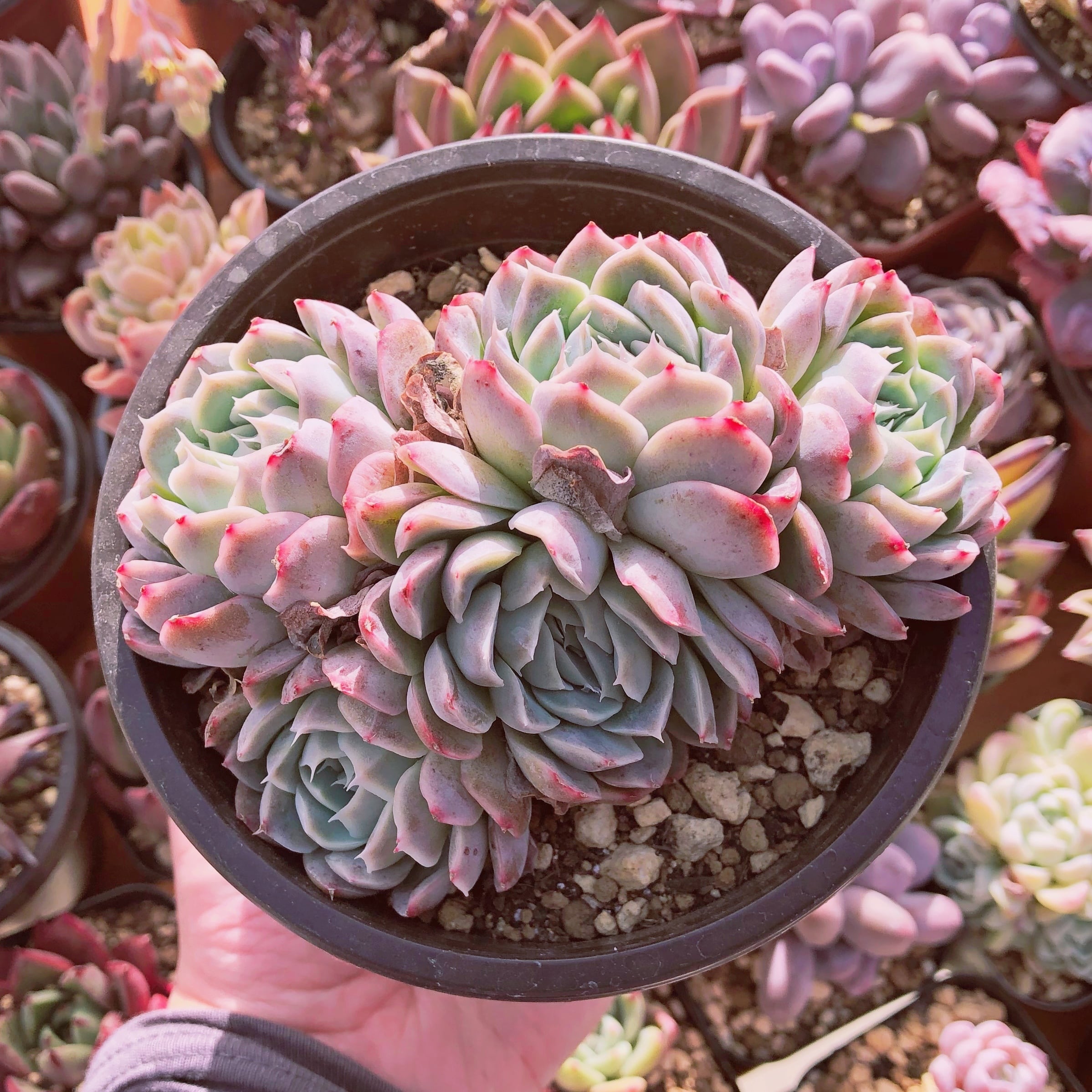 多肉植物 香妃月影 大群生 | るる農園~多肉植物専門