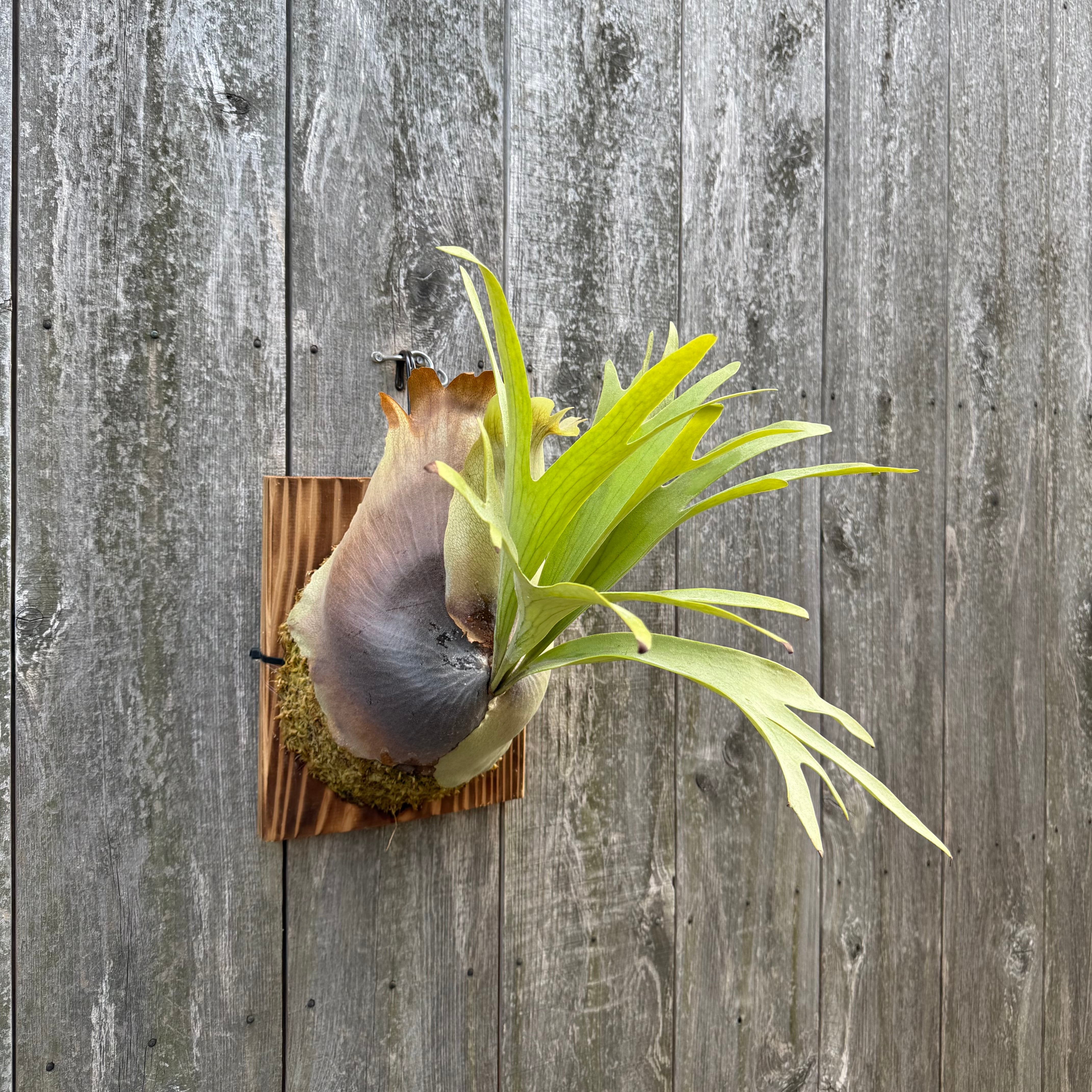 Platycerium bifurcatum Popcorn (pup) | naturefix