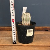 【クリアランスセール対象商品】ユーフォルビア 白衣ホリダ【695】【再撮影】