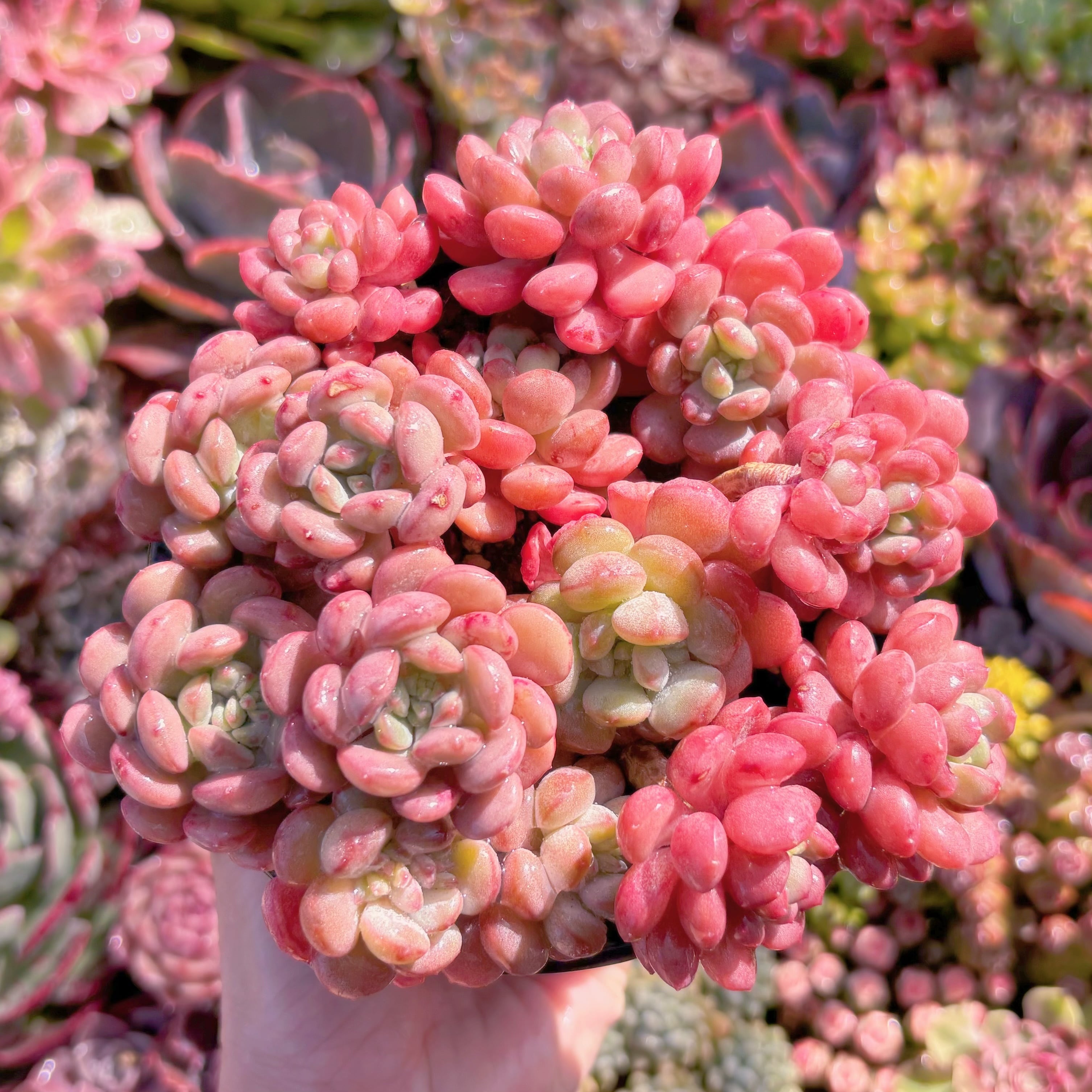 現品　Red Egg#K023　新入荷　るる農園