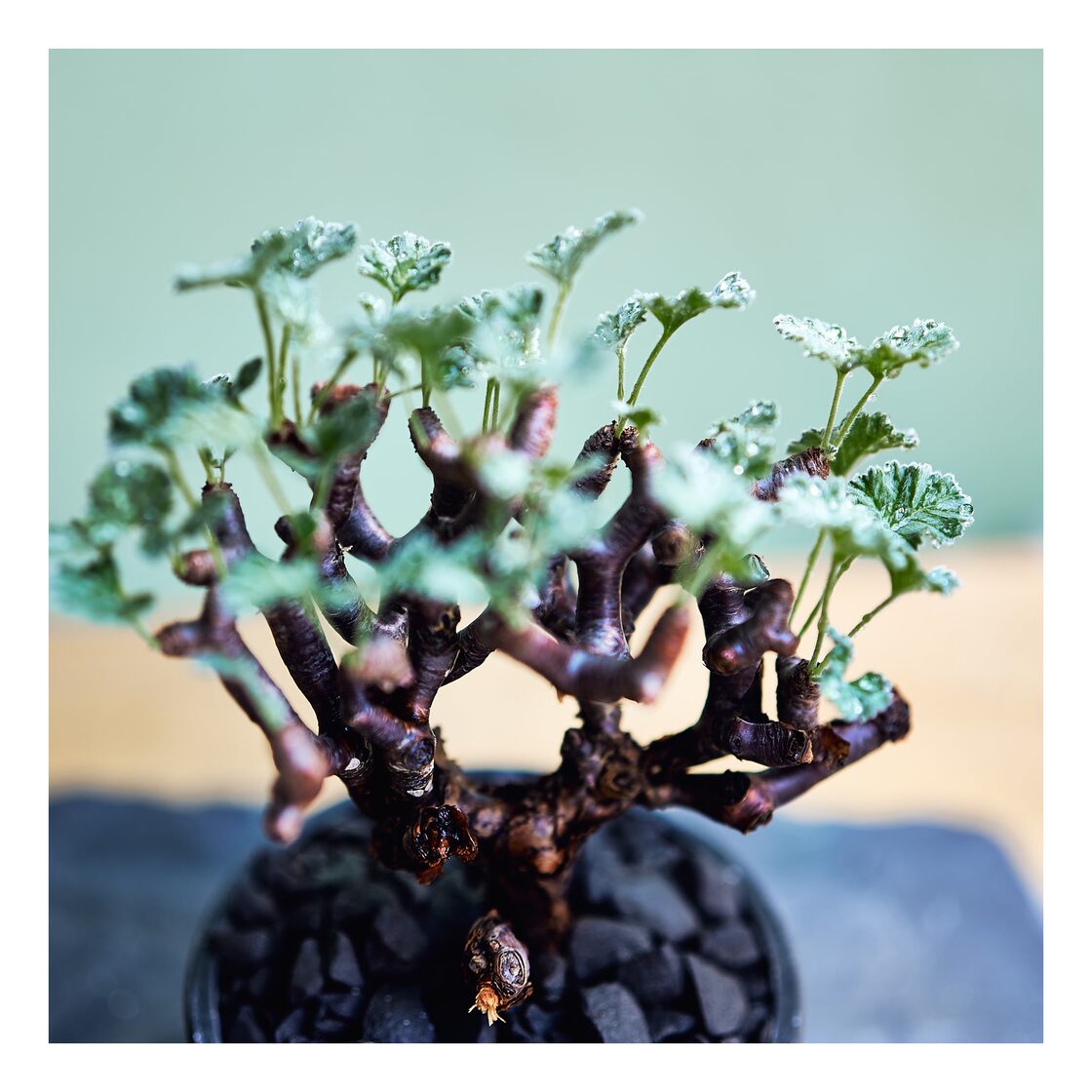 E,ペラルゴニウム ミラビレ Pelargonium mirabile | Pay ID E,ペラルゴニウム ミラビレ Pelargonium mirabile | Pay ID