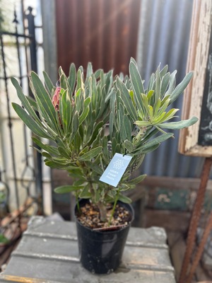 プロテア ポッサムマジック 2F (7寸)④