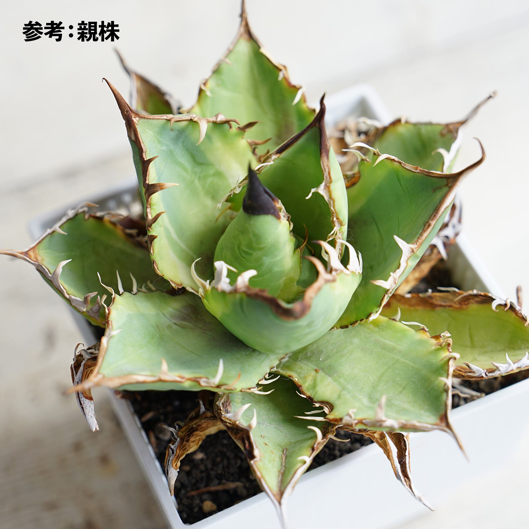 ビカクシダ☆P.willinckii'Elves'☆スーパードワーフ☆子株ラスト