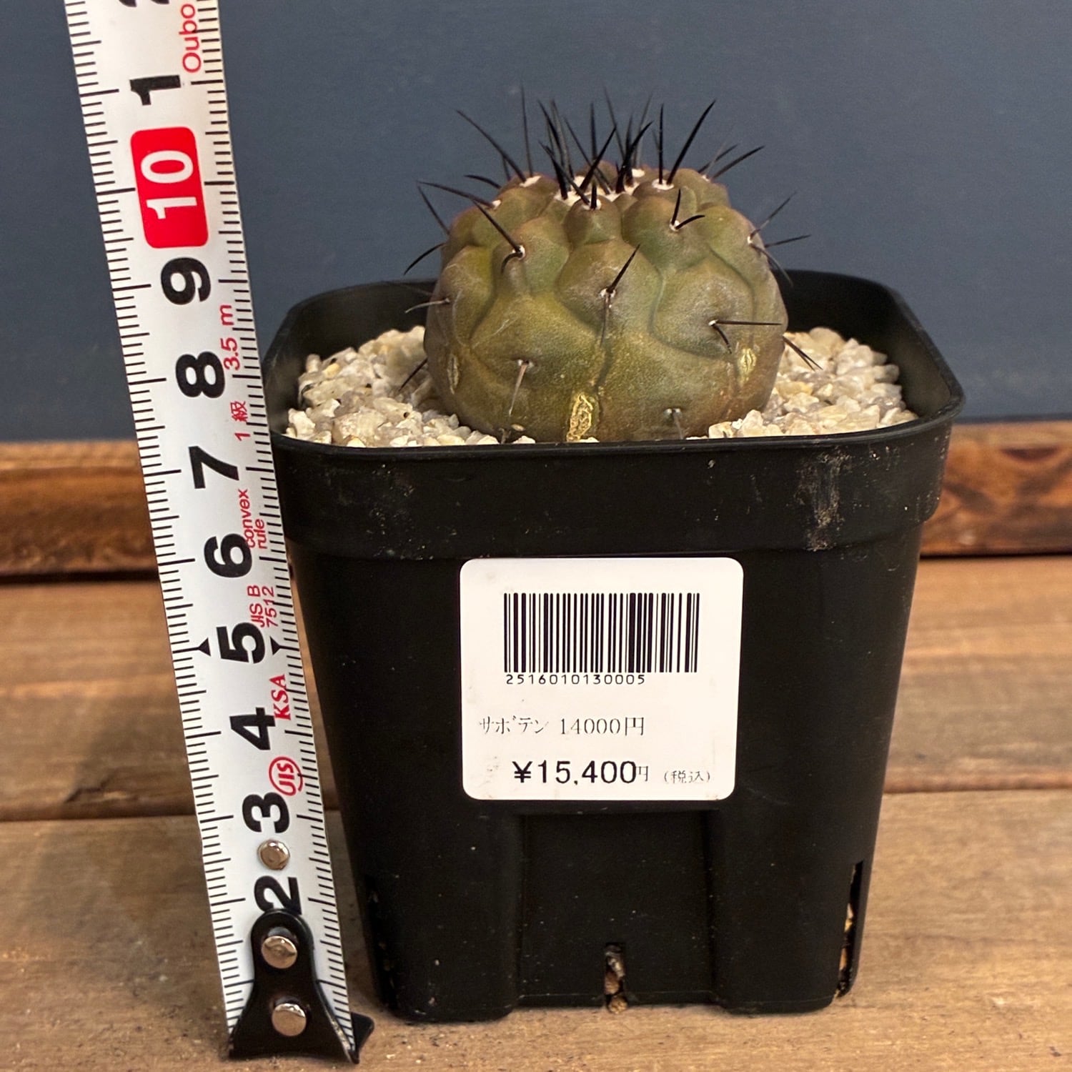 Copiapoa】サボテン コピアポア 黒王丸実生【928】 | PROTOLEAF プロト
