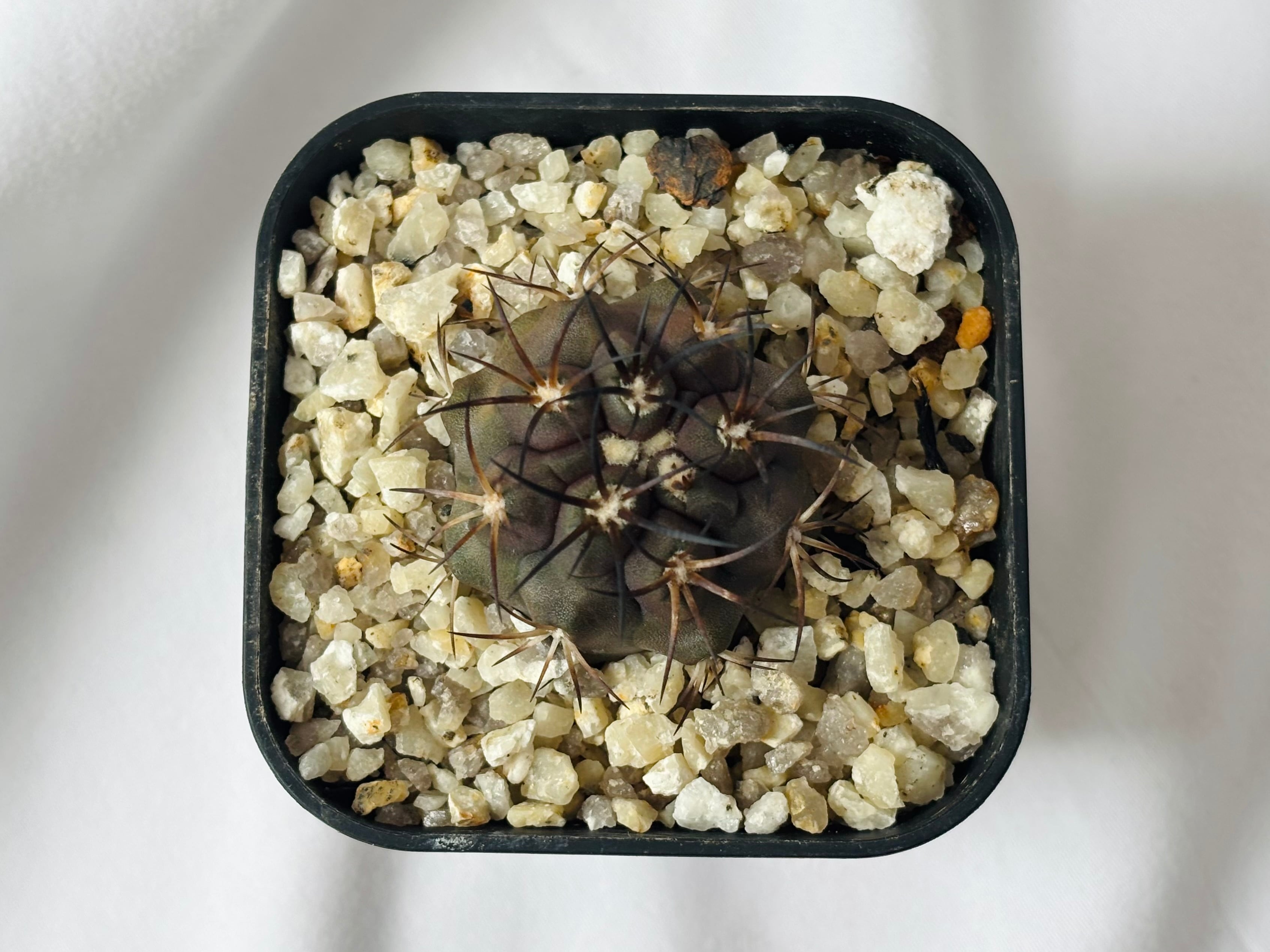 Copiapoa dura コピアポア デュラ 銅鑼丸 サボテン | plants MARU