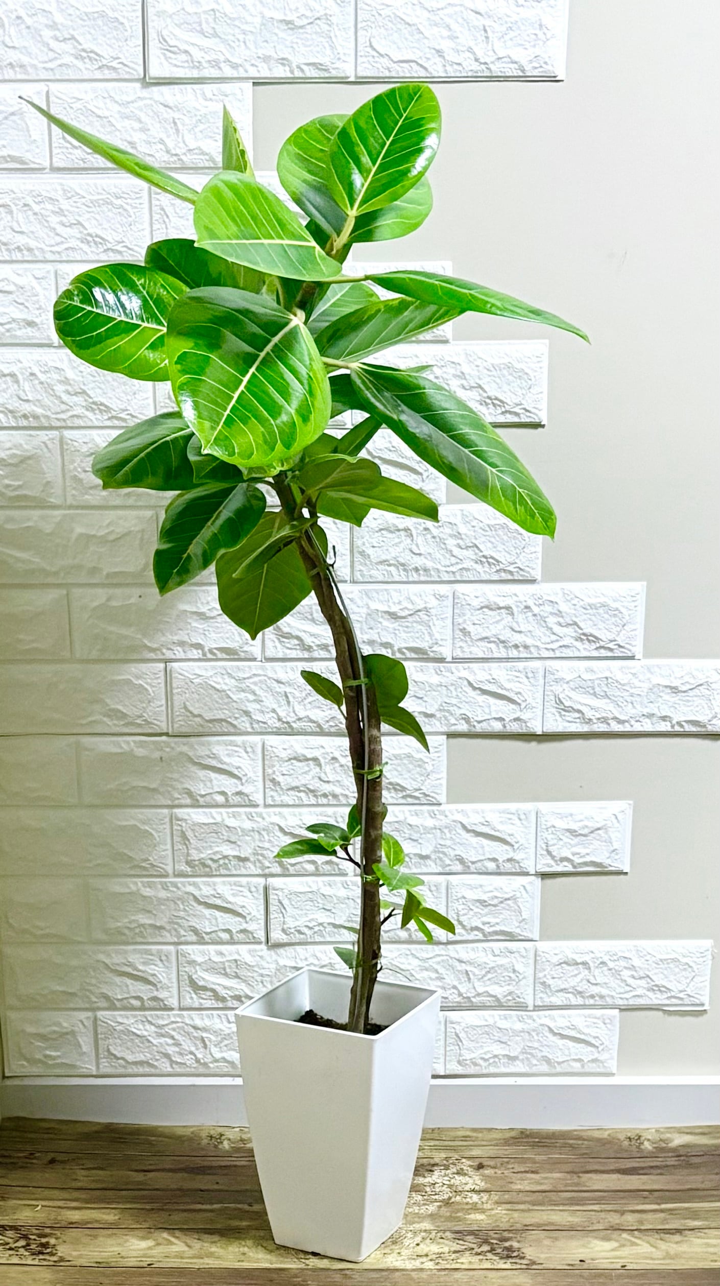 エバーフレッシュ⭐️曲がり | 観葉植物のお店 feerie（フェリエ）