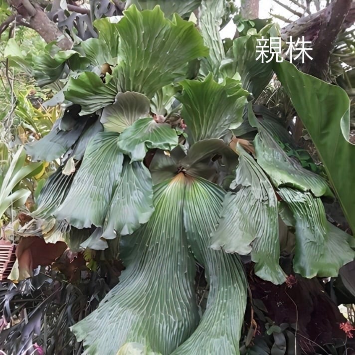 【ritv】 P. elephantotis mutant ビカクシダ ビカクシダ P. elephantotis var. Mammuthus【698】 | PROTOLEAF