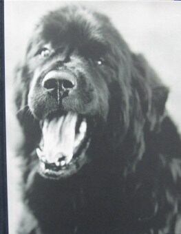 GENTLE GIANTS BRUCE WEBER | magnif