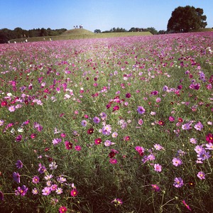 ［布花］コスモス メタルフラワー（ピアス・イヤリング）